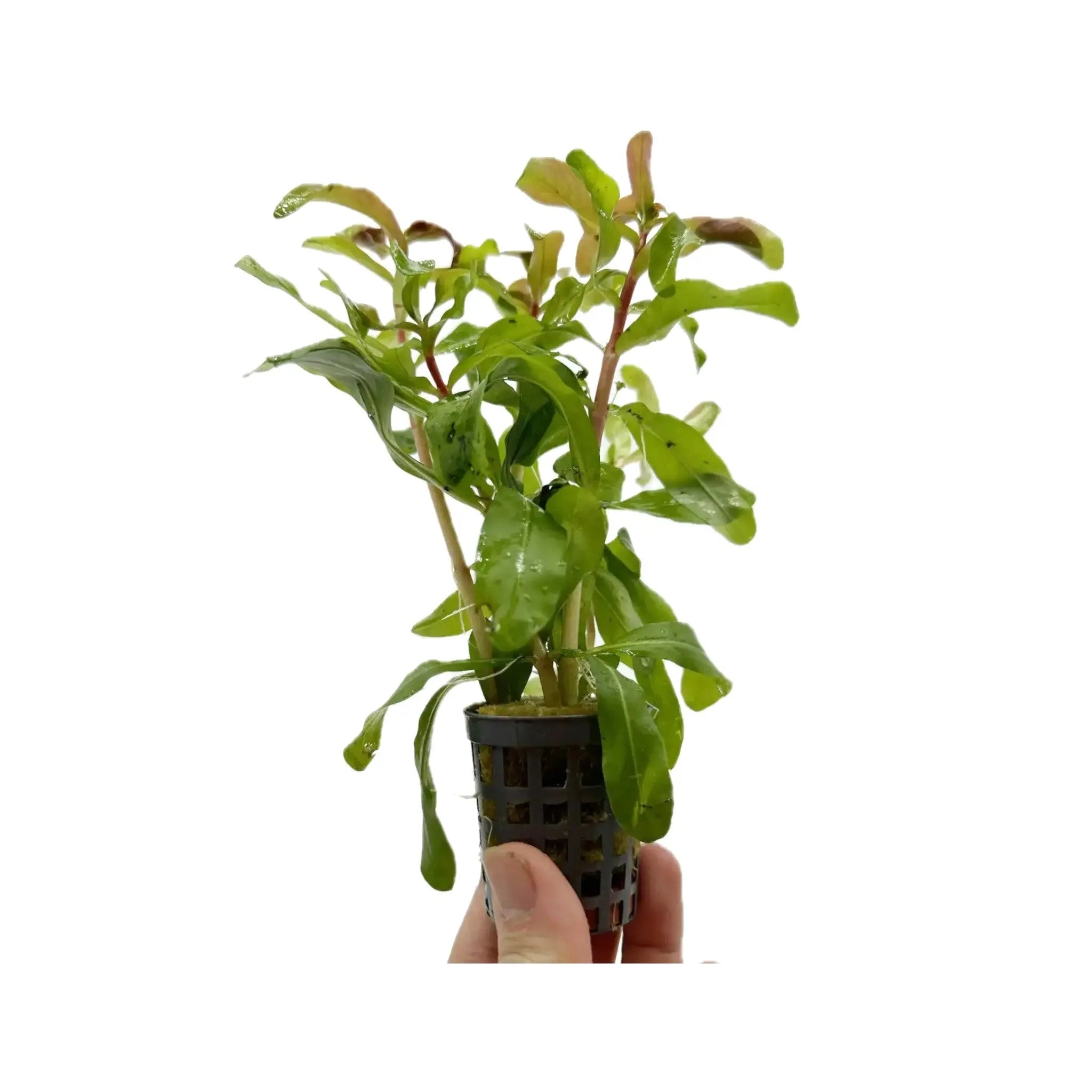 Ammania gracilis Aquafleur