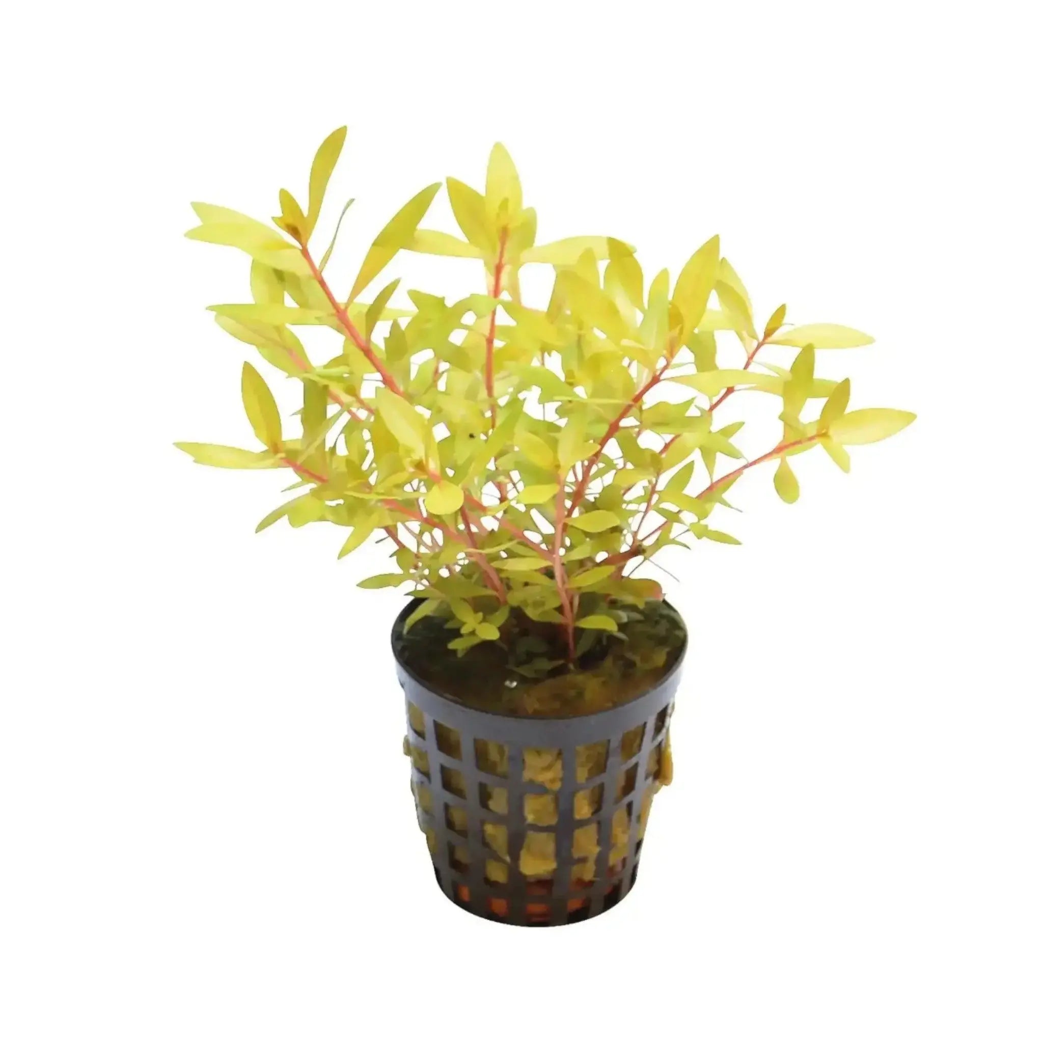 Ammania pedicellata &