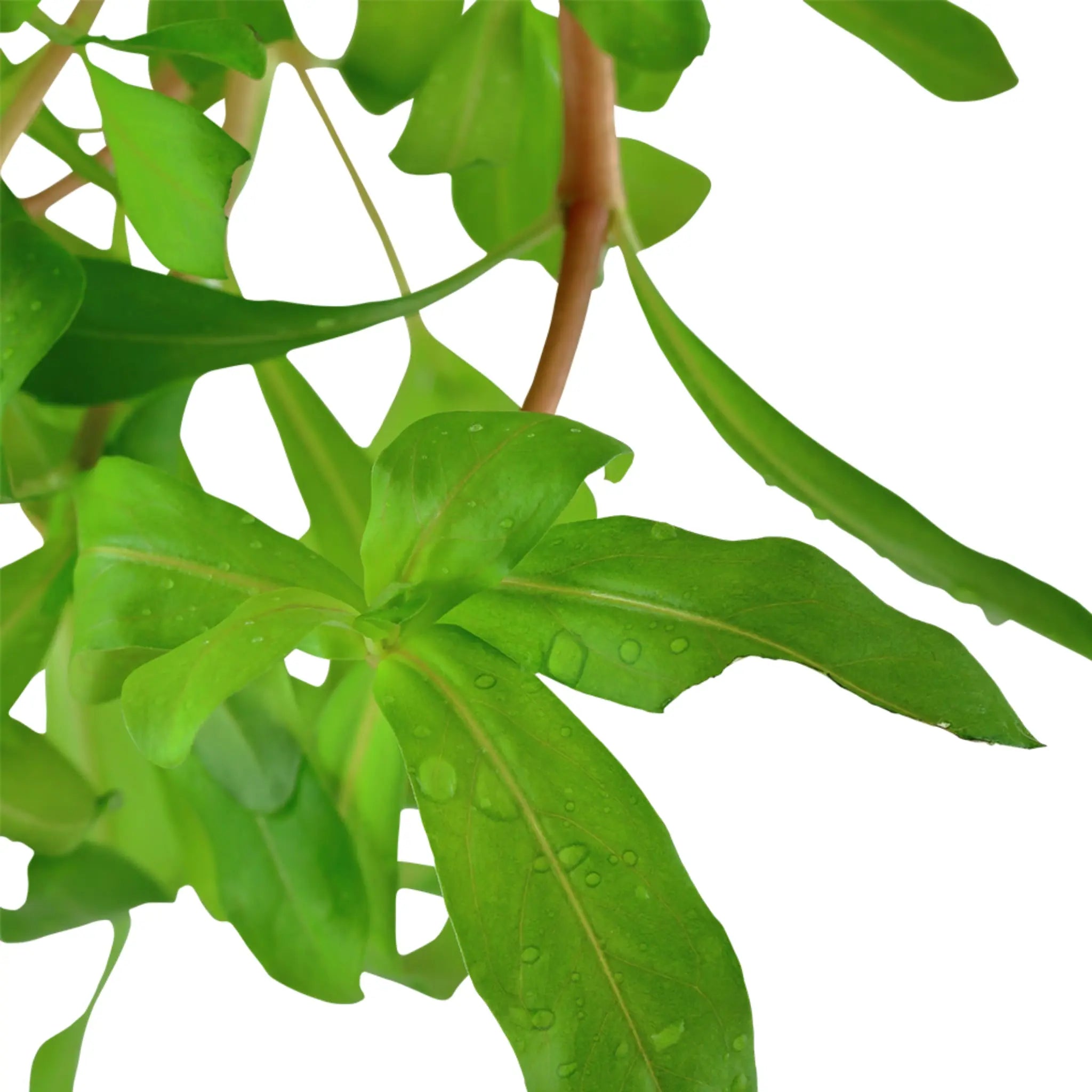 Ammannia crassicaulis - Aqua Essentials