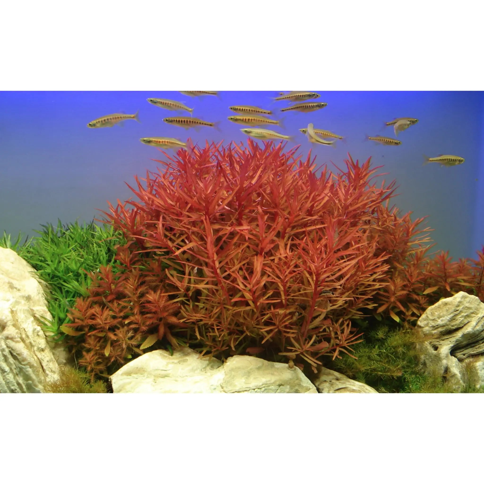 Ammannia crassicaulis - Aqua Essentials
