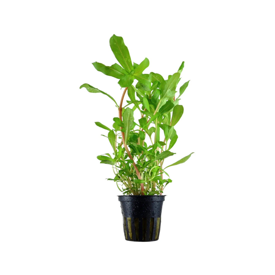 Ammannia crassicaulis Tropica