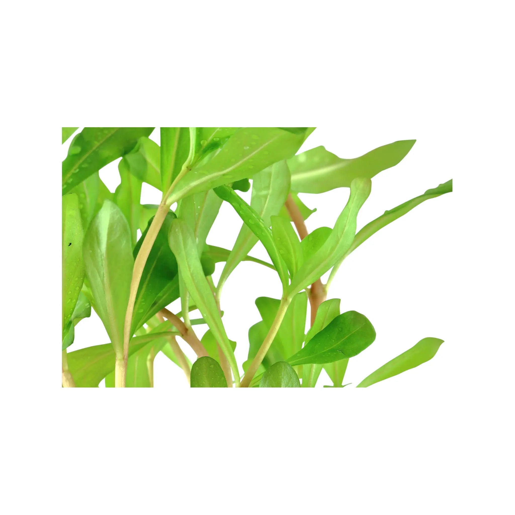 Ammannia crassicaulis Tropica