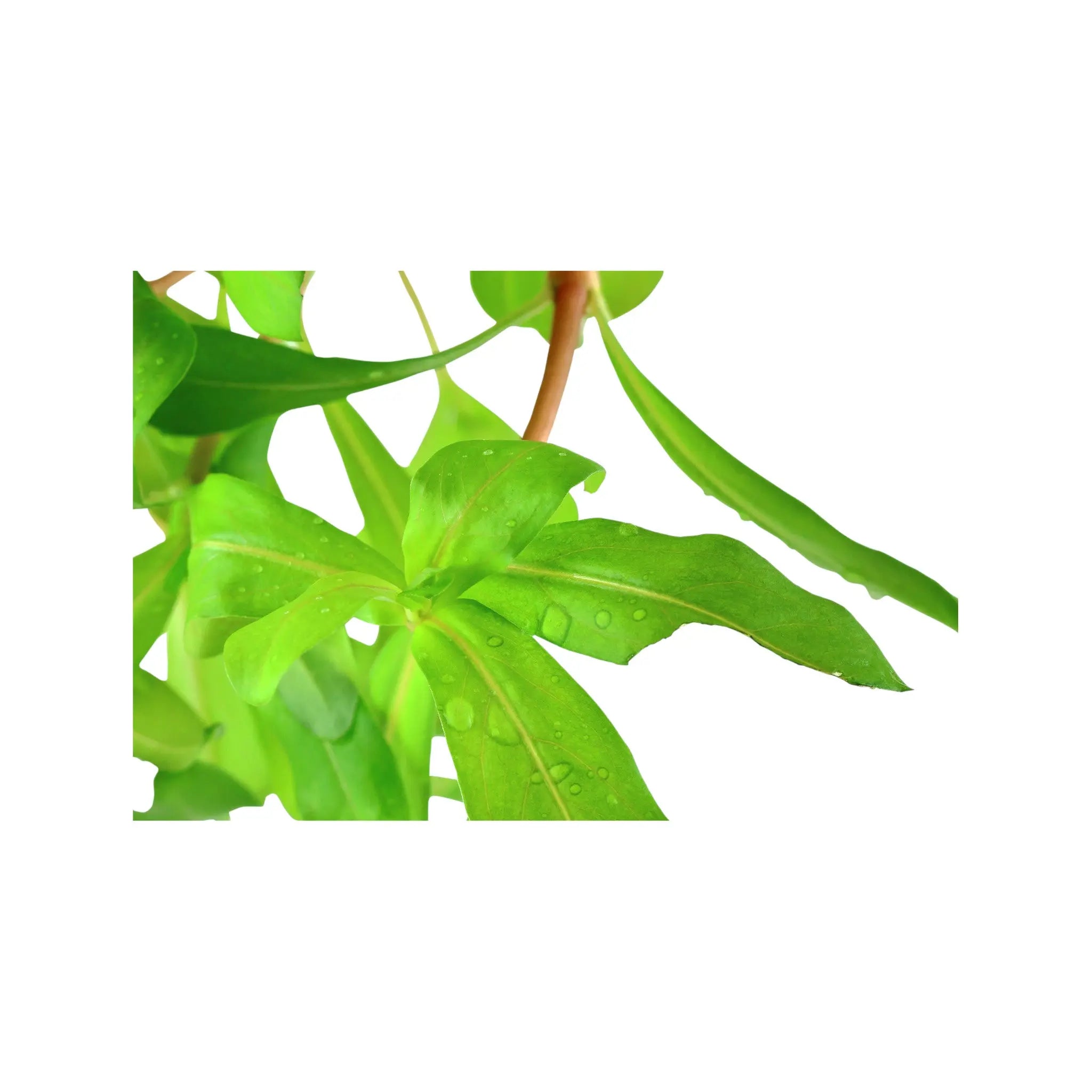 Ammannia crassicaulis Tropica