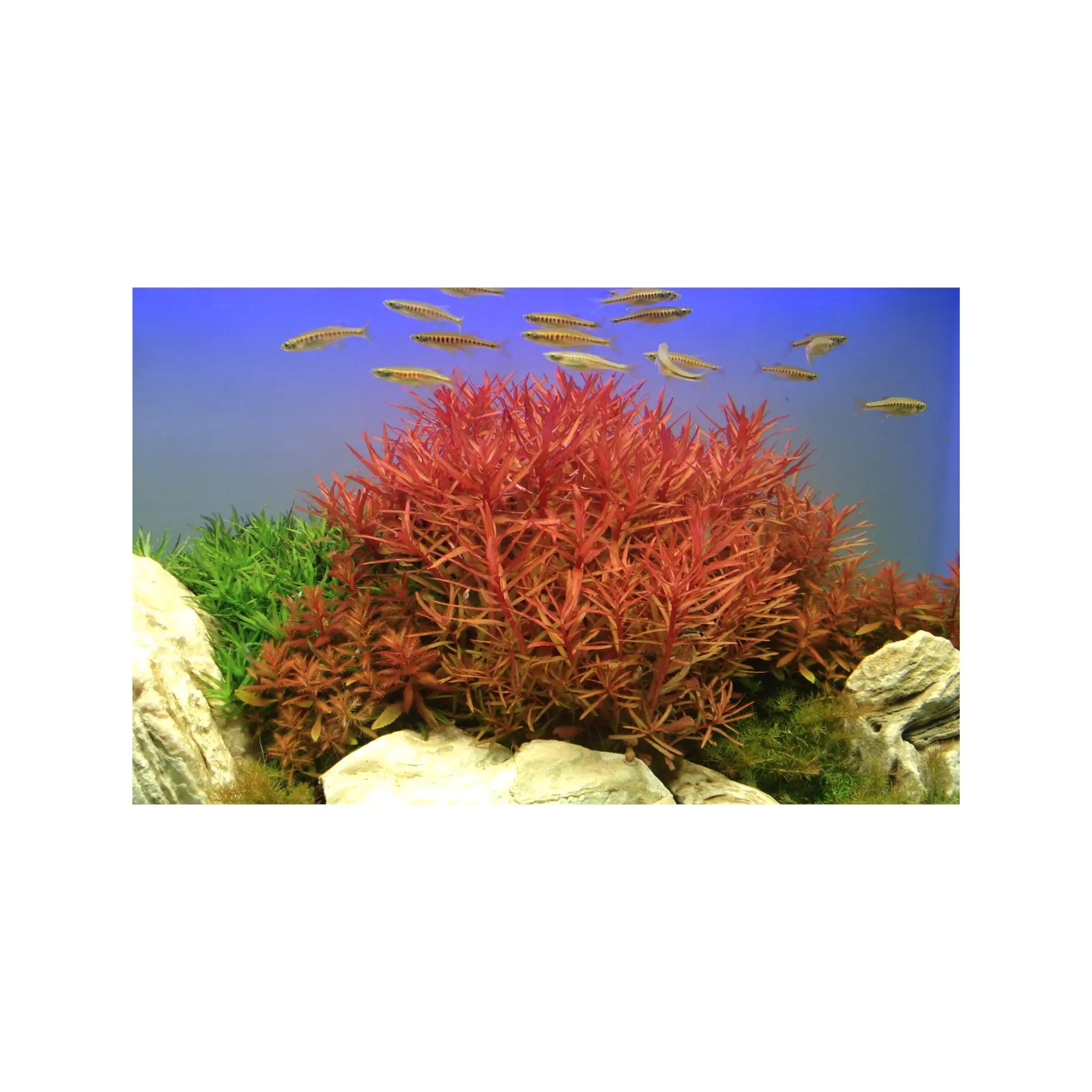 Ammannia crassicaulis Tropica