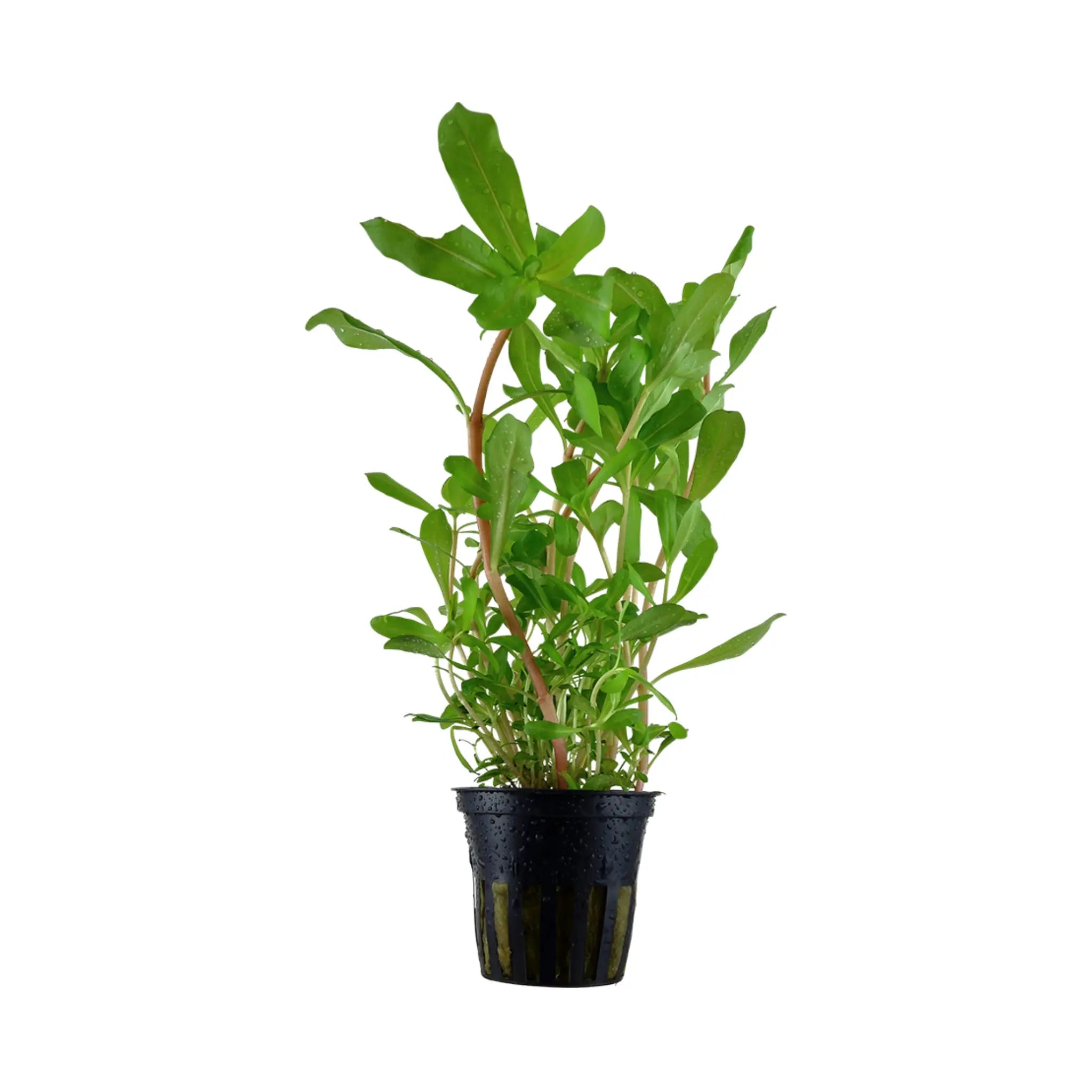 Ammannia crassicaulis - Aqua Essentials