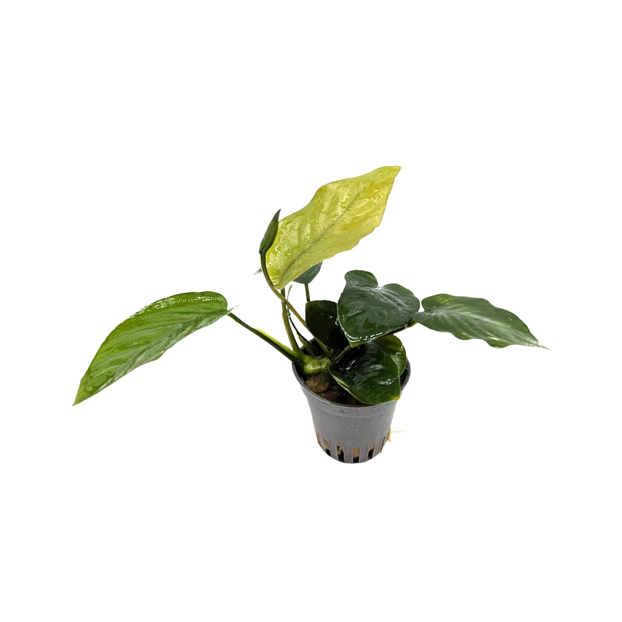 Anubias barteri