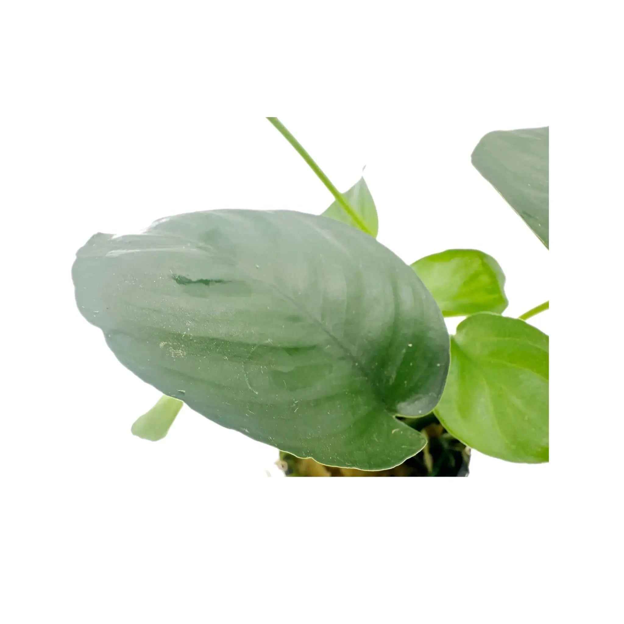 Anubias barteri Aquafleur