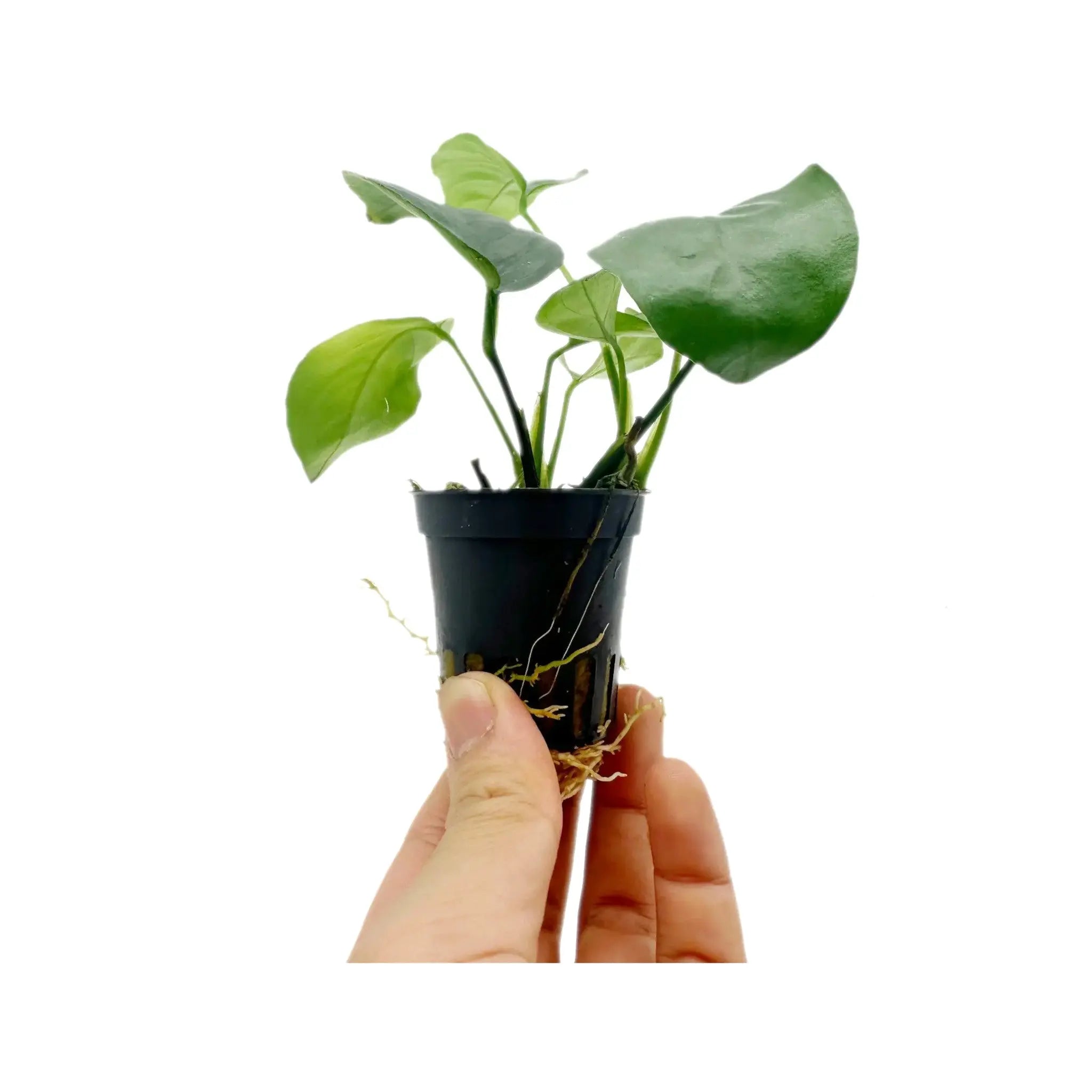 Anubias barteri Aquafleur