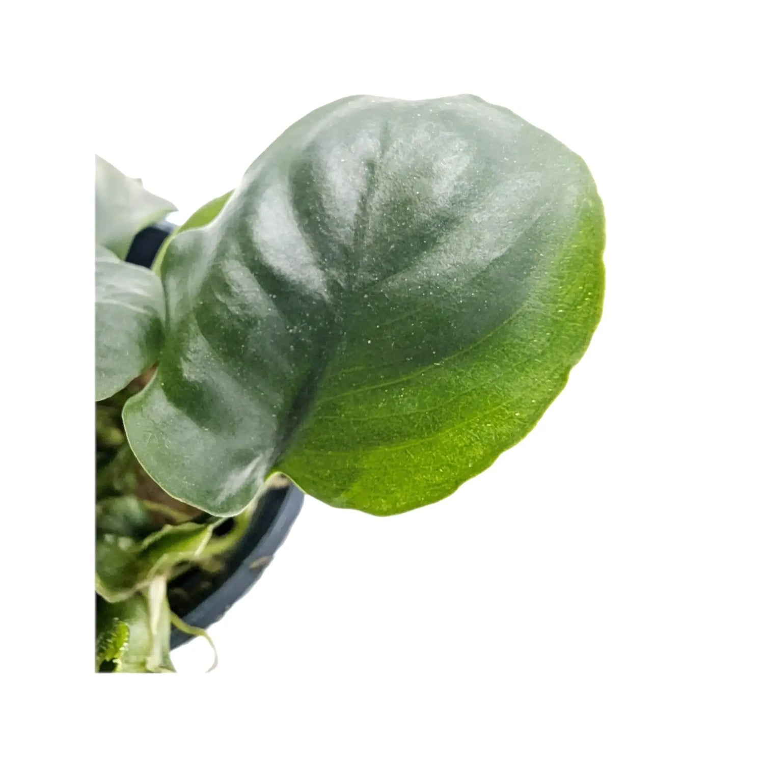 Anubias barteri Gold Coin Aqua Essentials