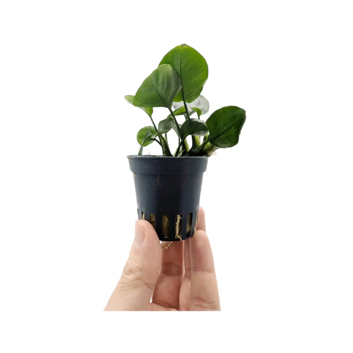 Anubias barteri Gold Coin Aqua Essentials