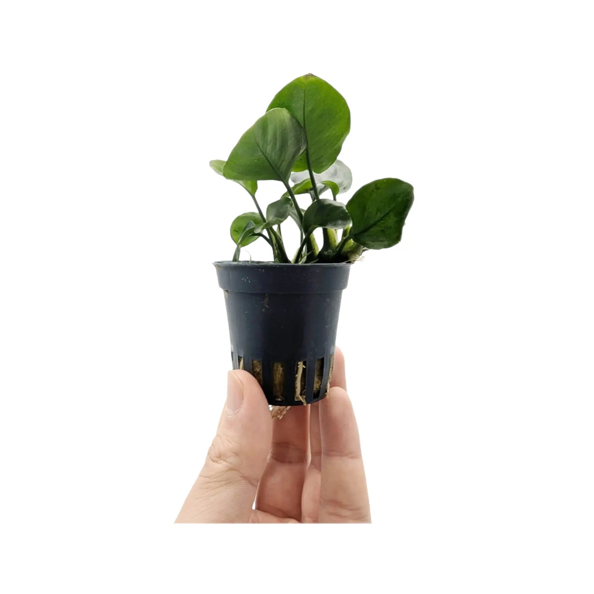 Anubias barteri Gold Coin Aqua Essentials