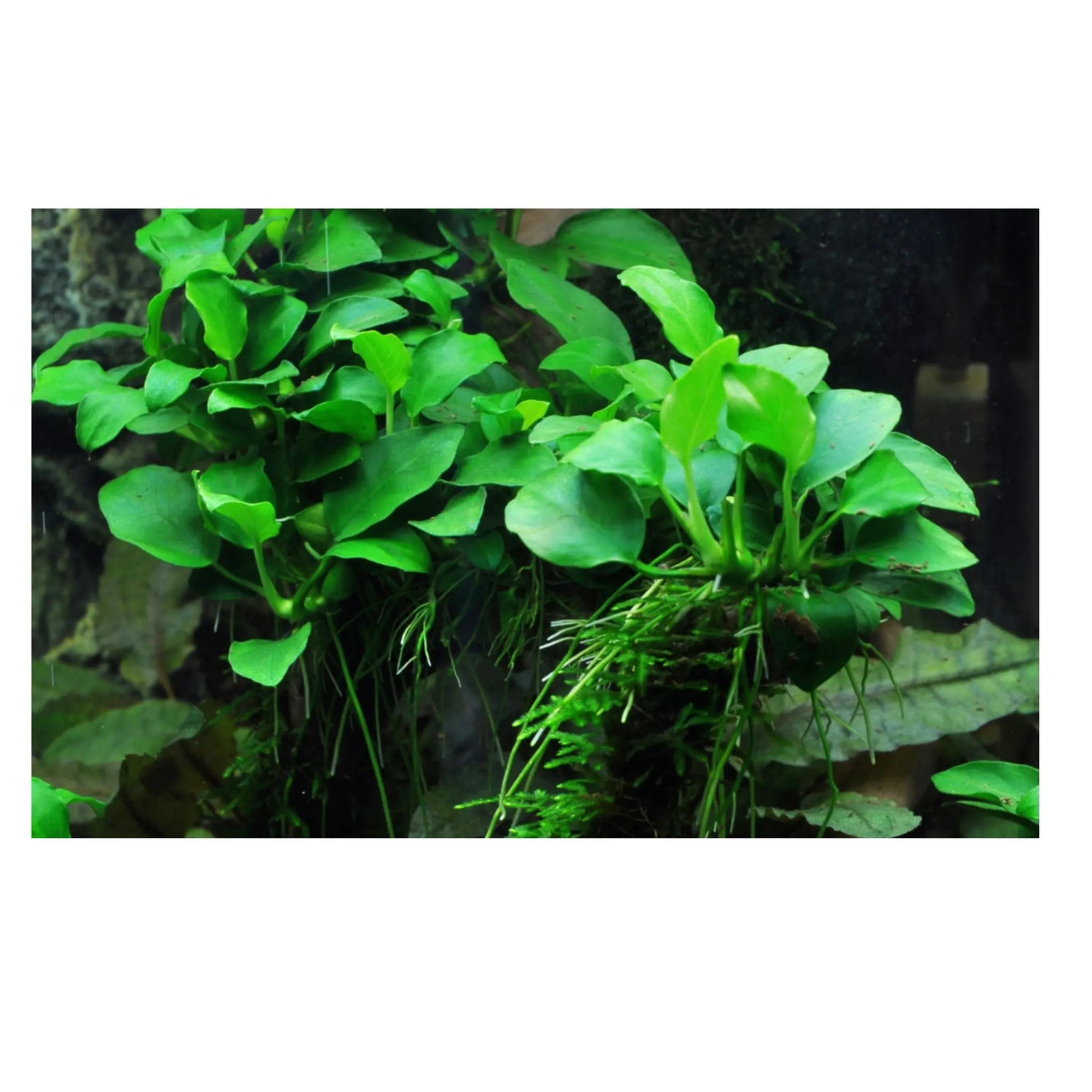Anubias barteri Petite - Aqua Essentials