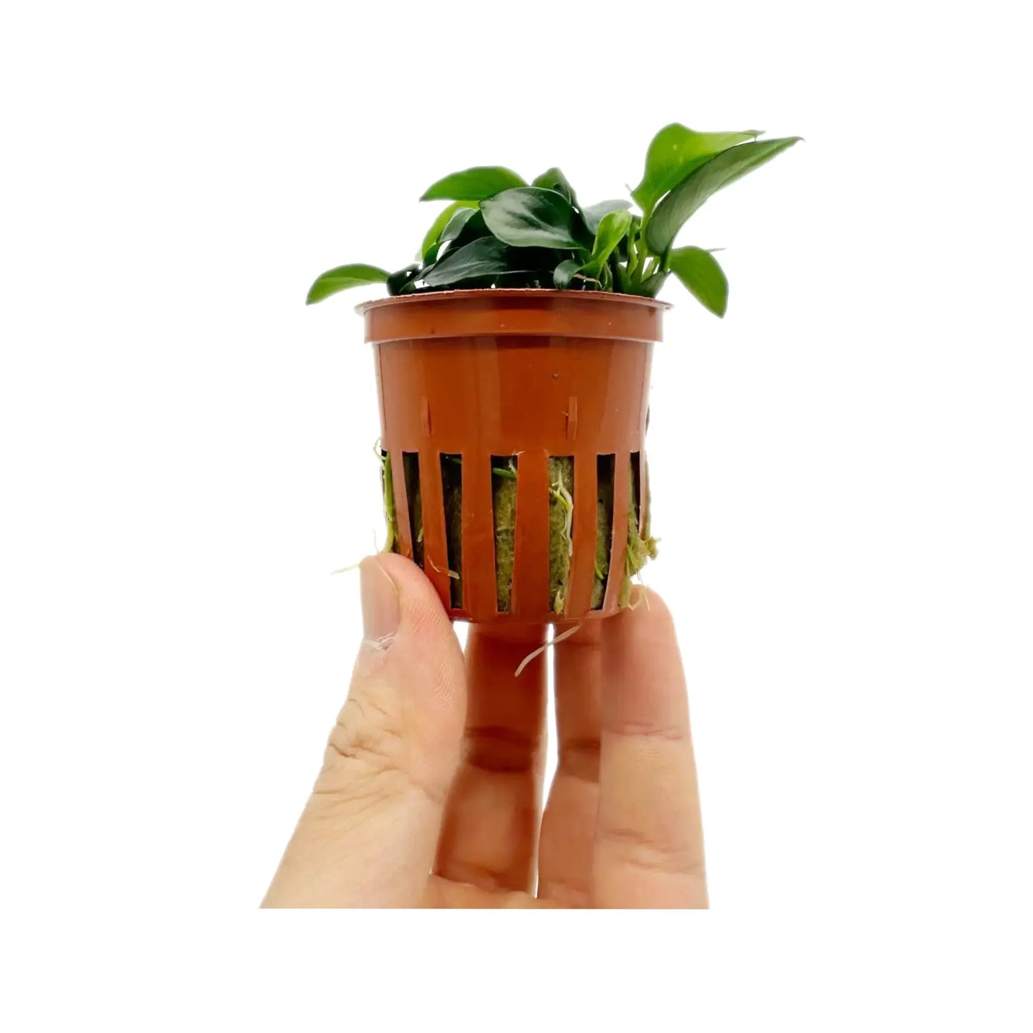 Anubias barteri Petite Tropica