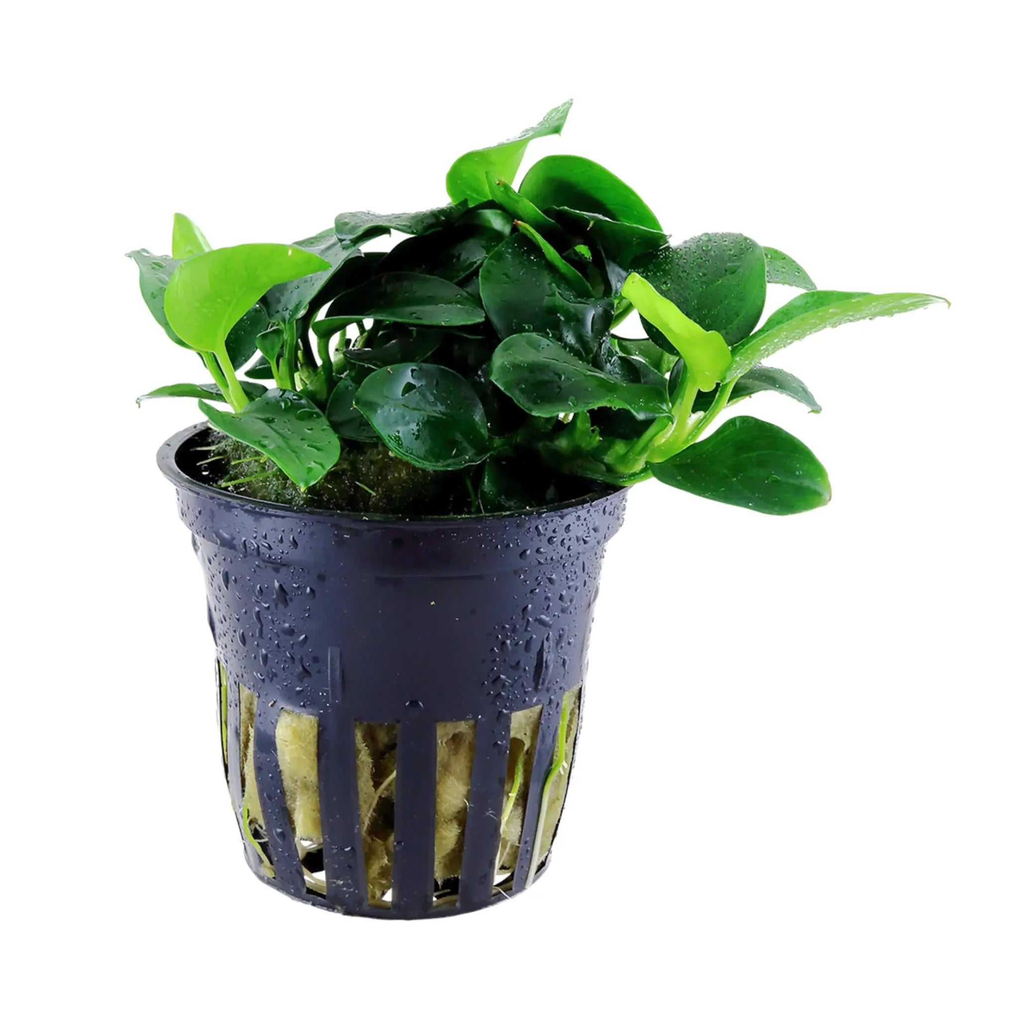 Anubias barteri Petite - Aqua Essentials