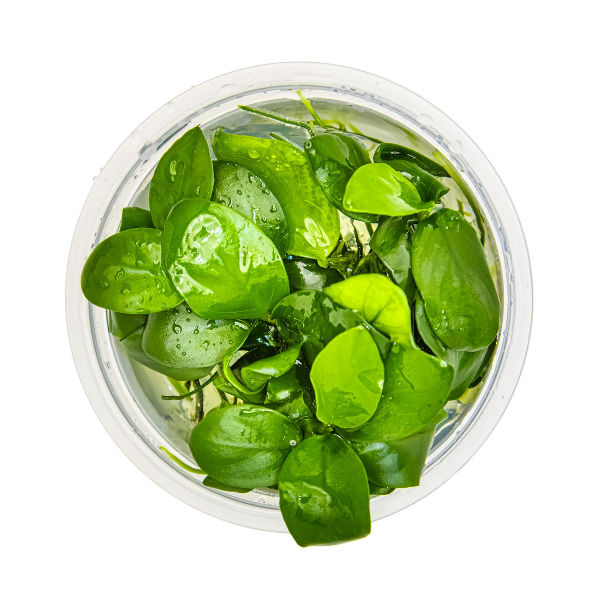 Tropica Anubias barteri nana 1-2-Grow!!