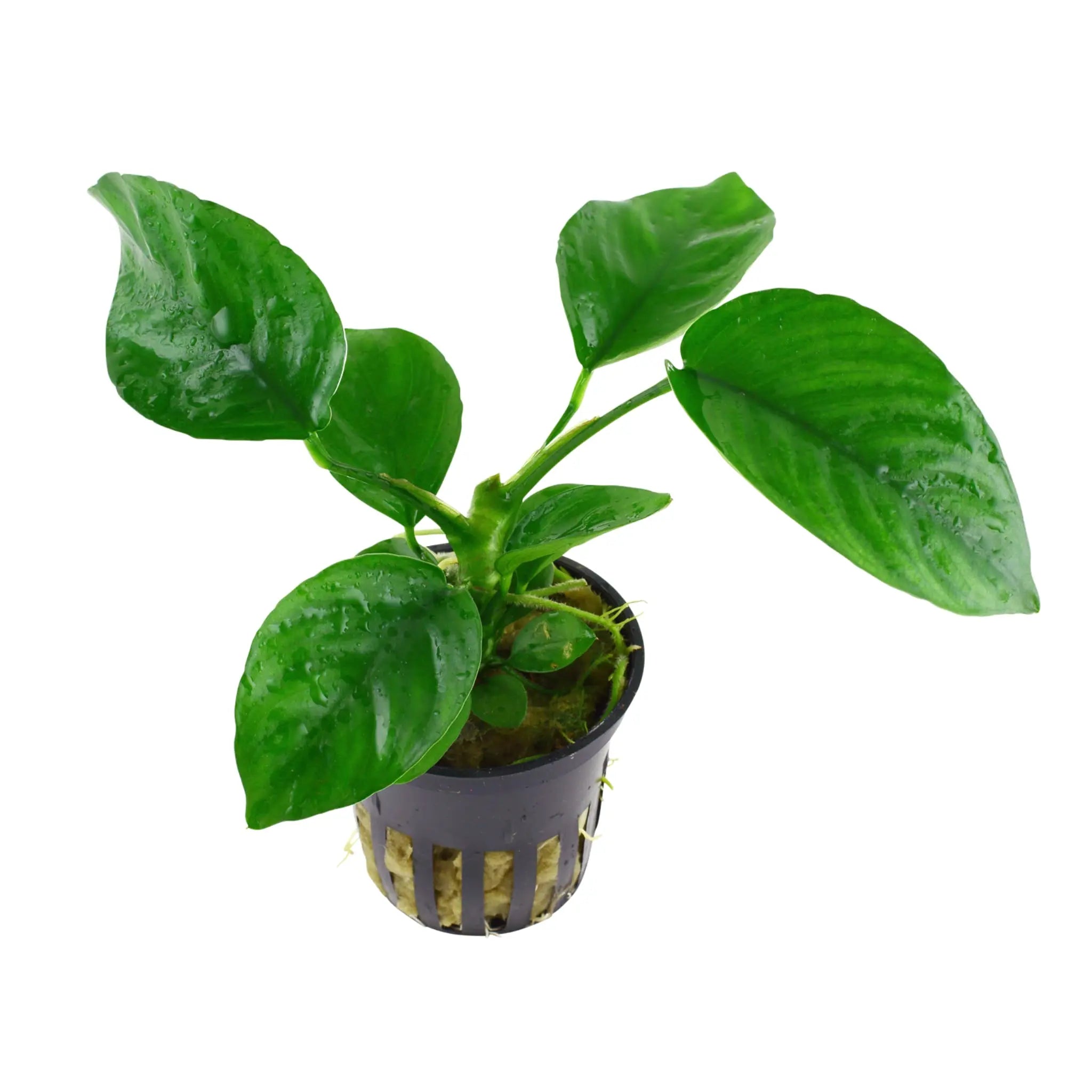 Anubias barteri var. caladiifolia - Aqua Essentials