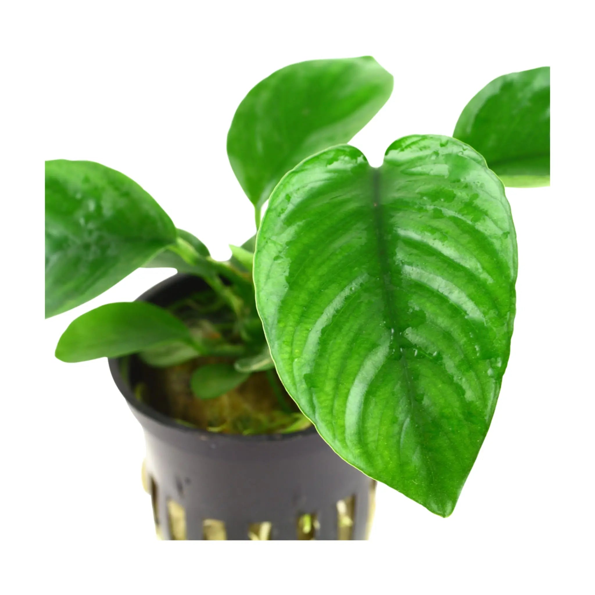 Anubias barteri var. caladiifolia - Aqua Essentials