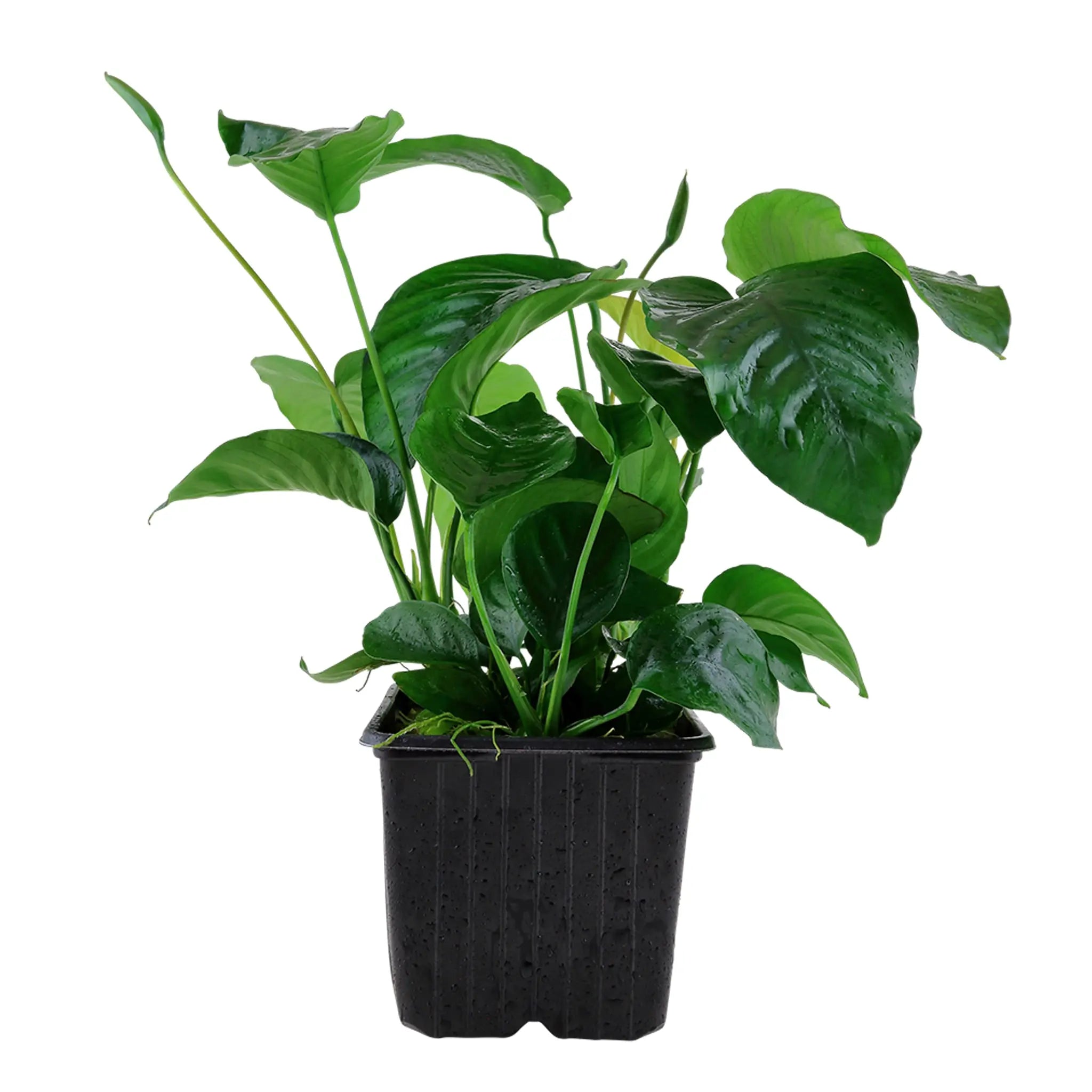 Anubias barteri var. caladiifolia XL Pot - Aqua Essentials