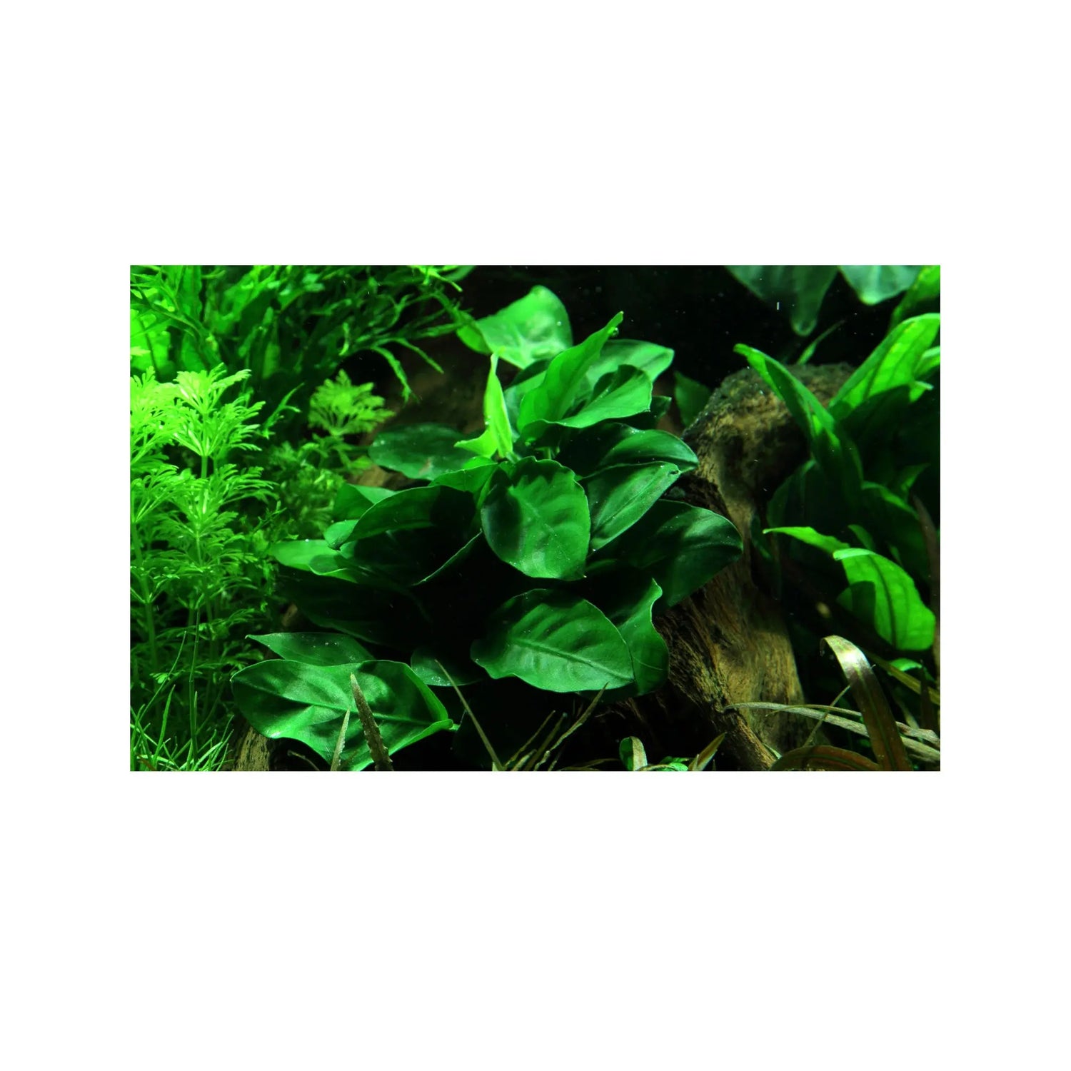 Anubias barteri var nana Aquafleur