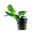 Anubias barteri var nana Aquafleur