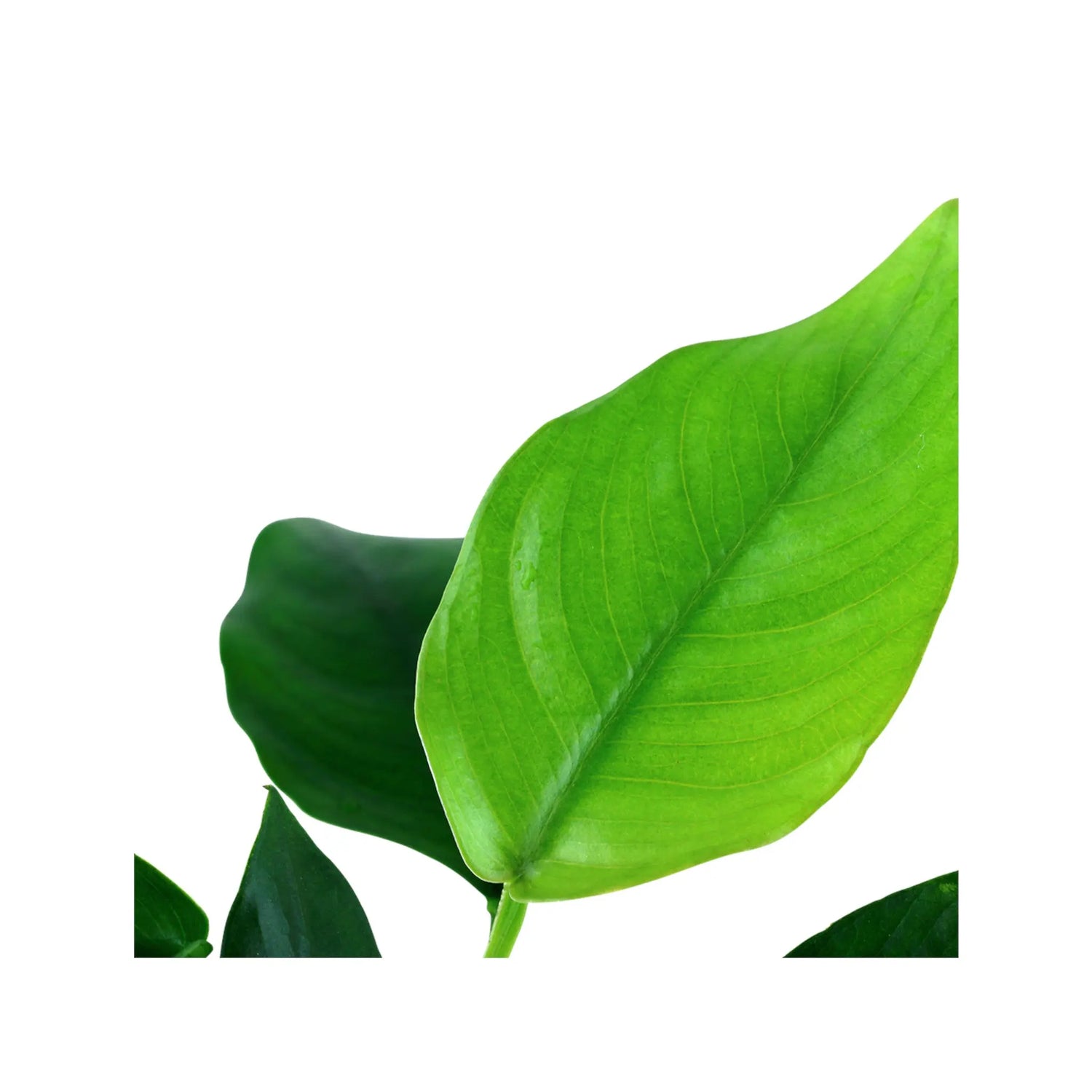 Anubias barteri var nana Aquafleur
