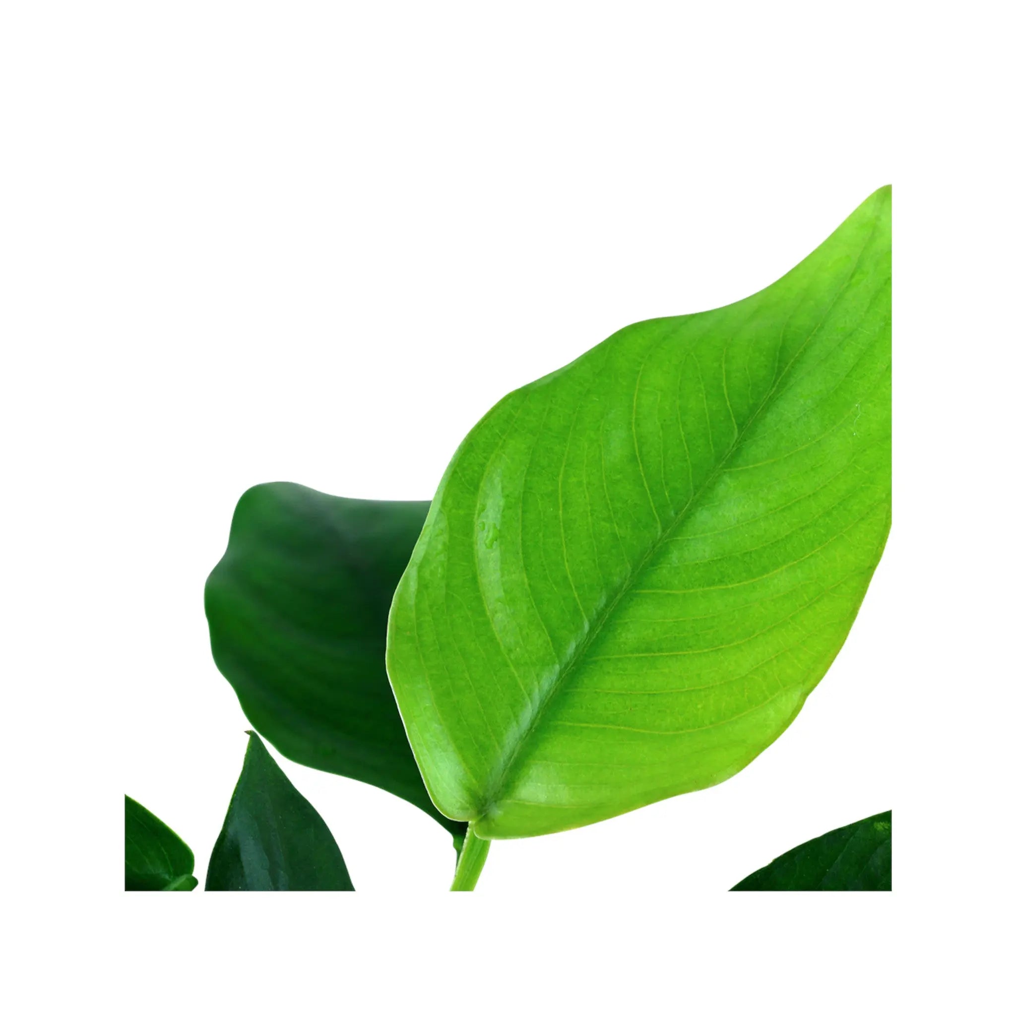 Anubias barteri var nana Aquafleur