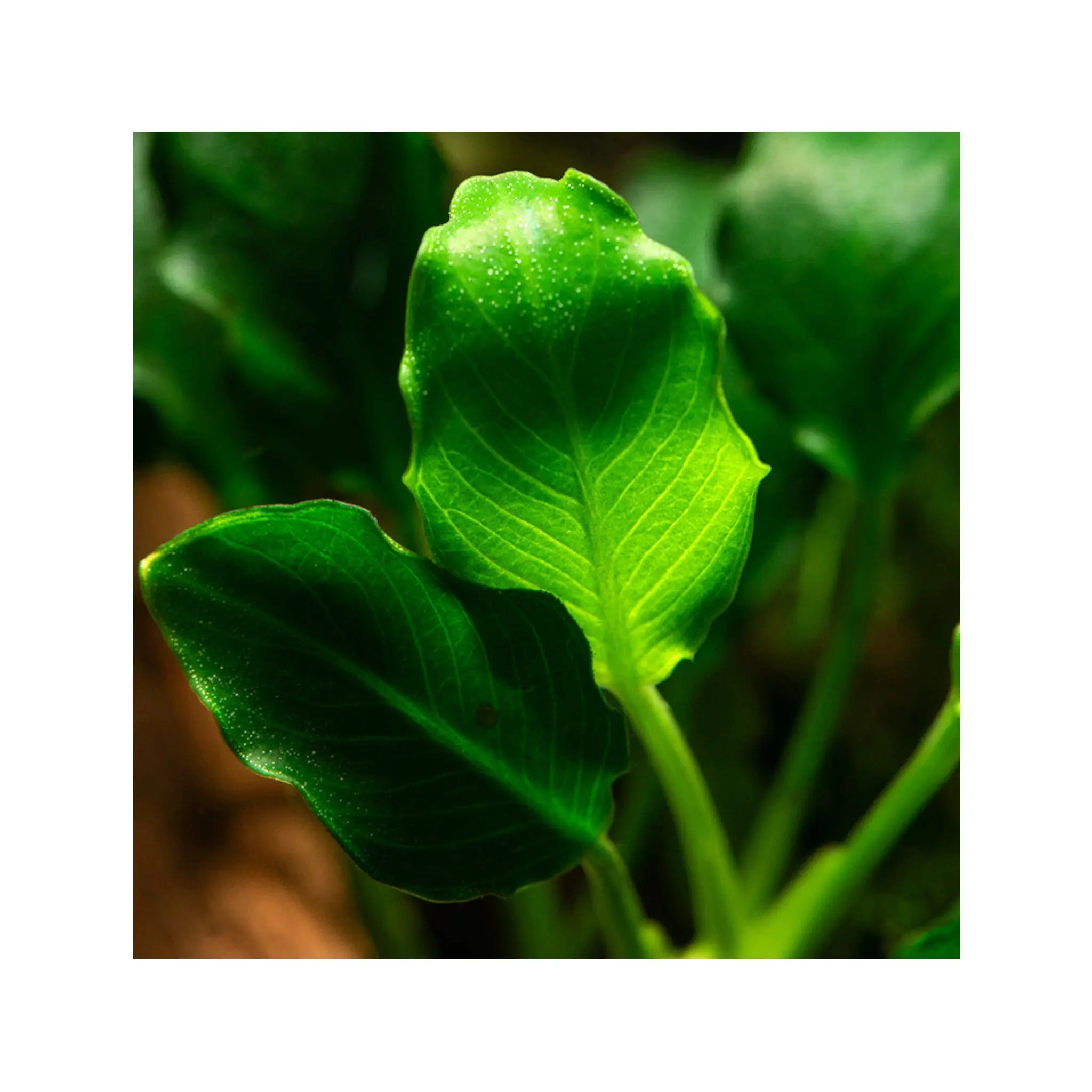 Anubias barteri var nana Kirin Tropica