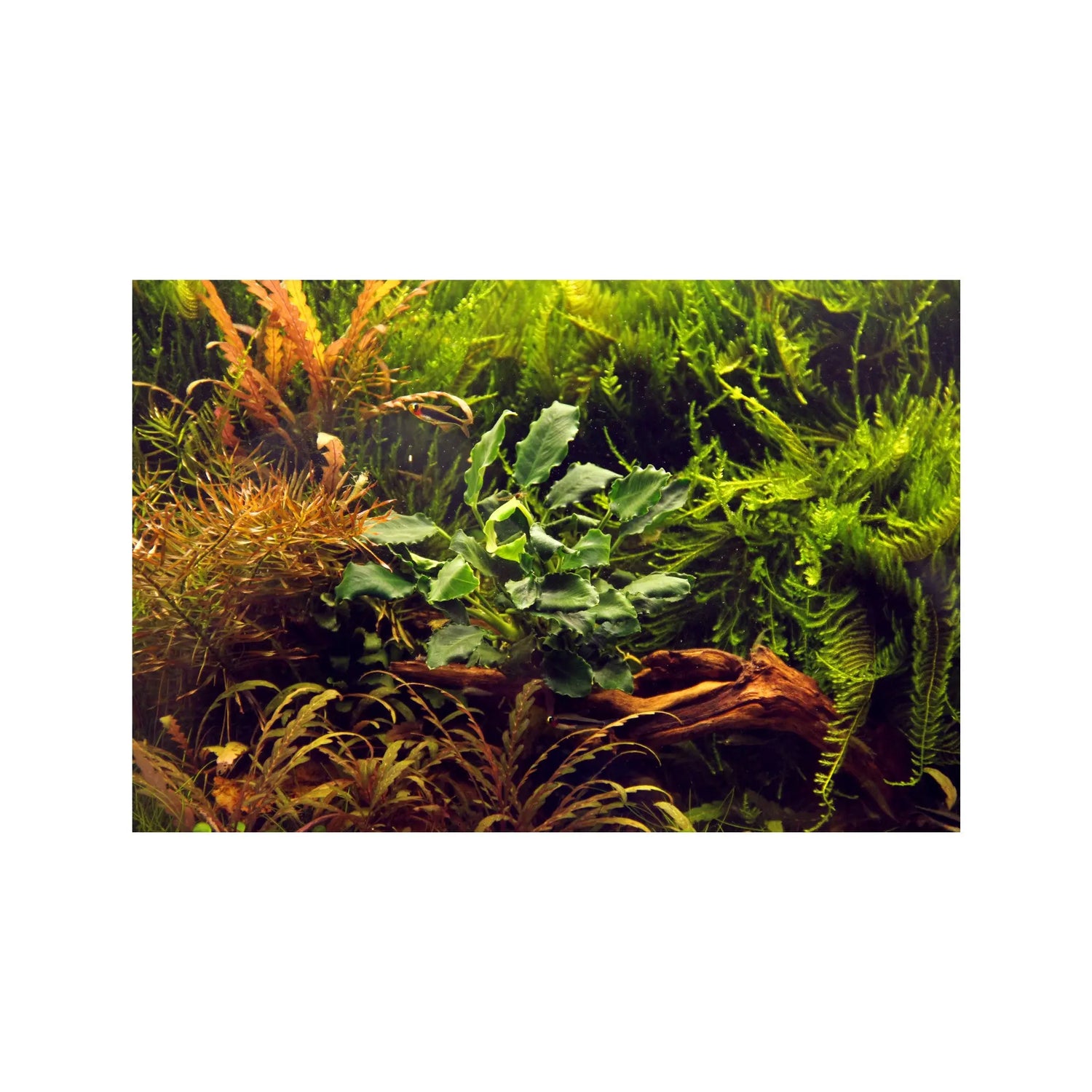 Anubias barteri var nana Kirin Tropica