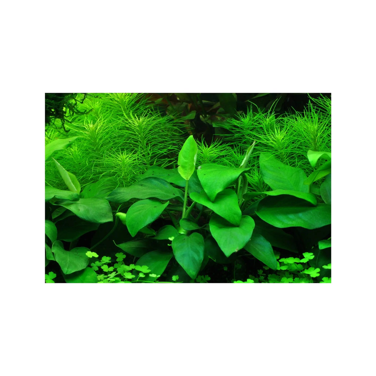 Anubias barteri var nana Large Tropica