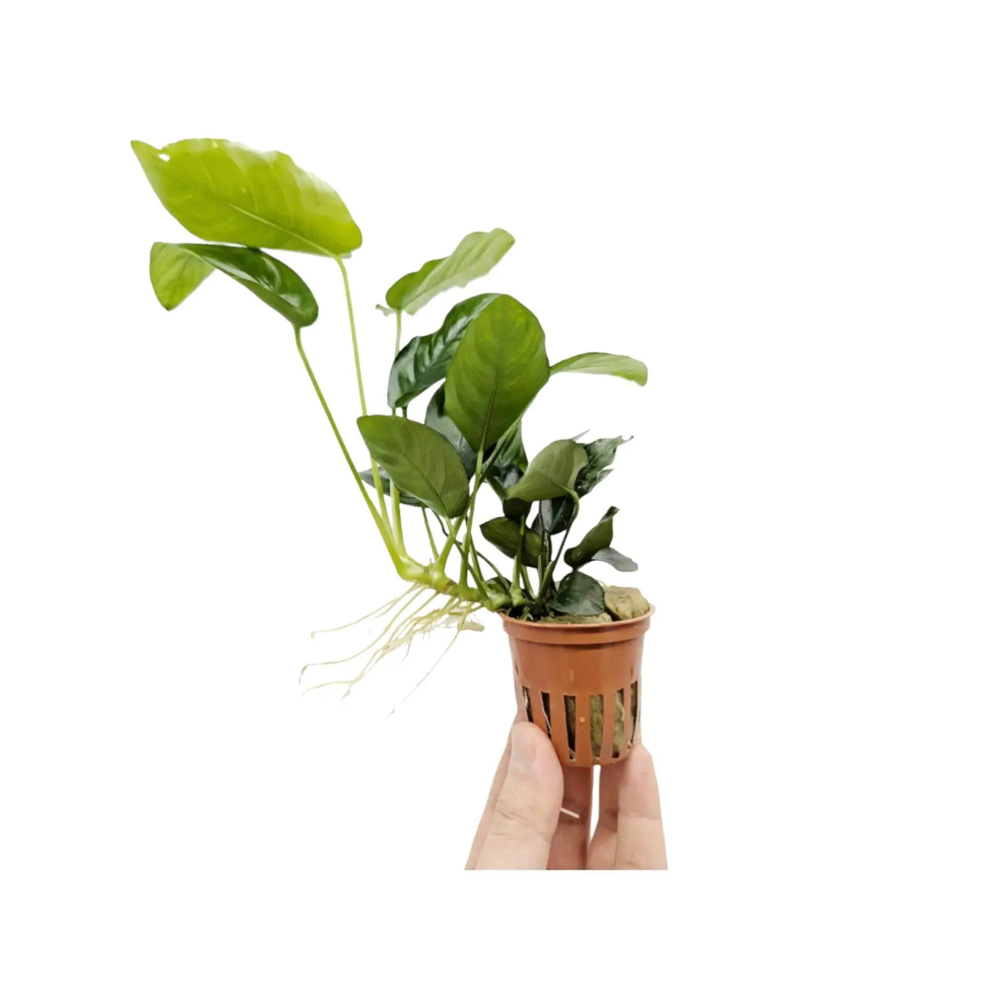 Anubias barteri var nana Large Tropica