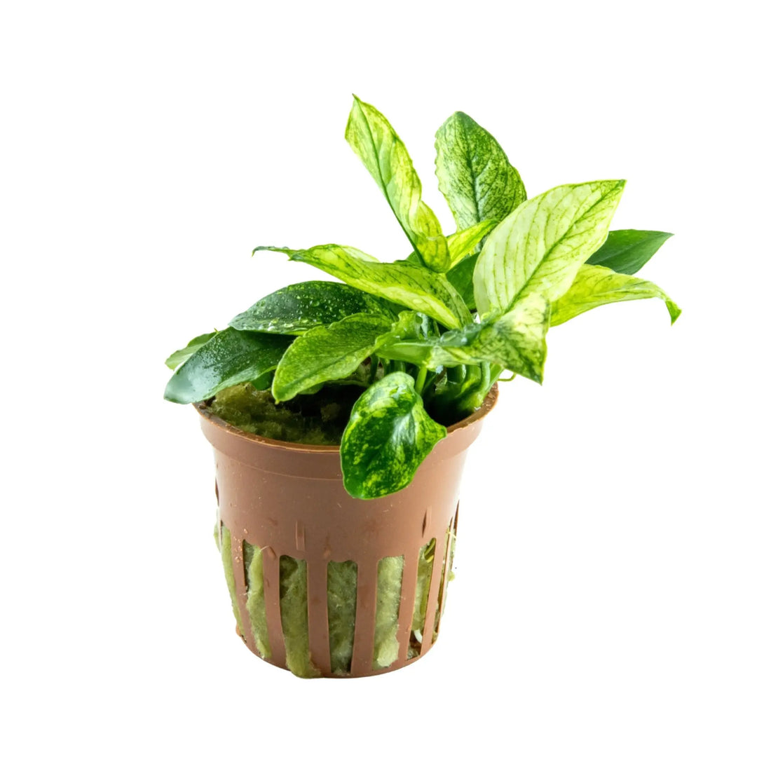 Anubias barteri var nana Pinto Tropica