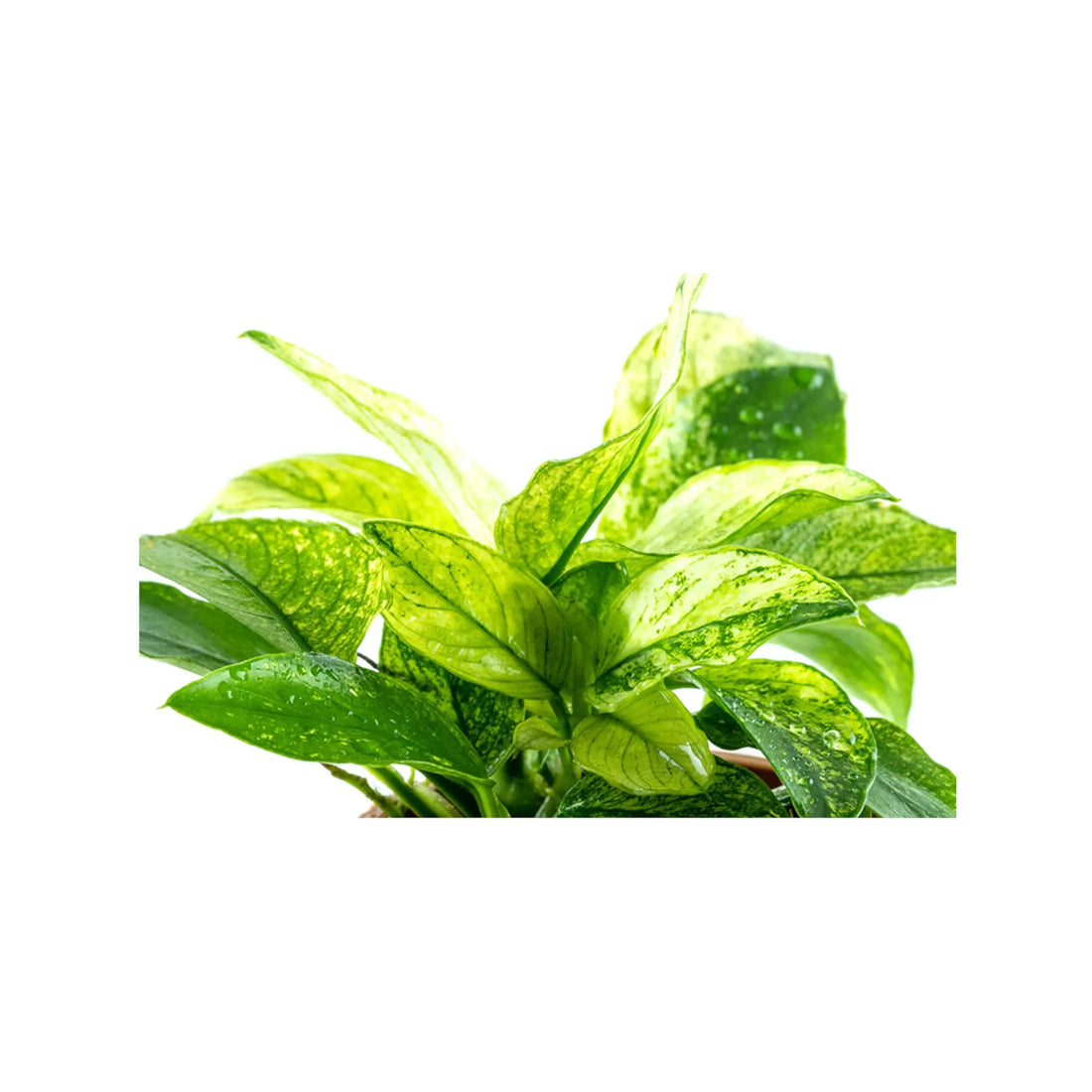 Anubias barteri var nana Pinto Tropica