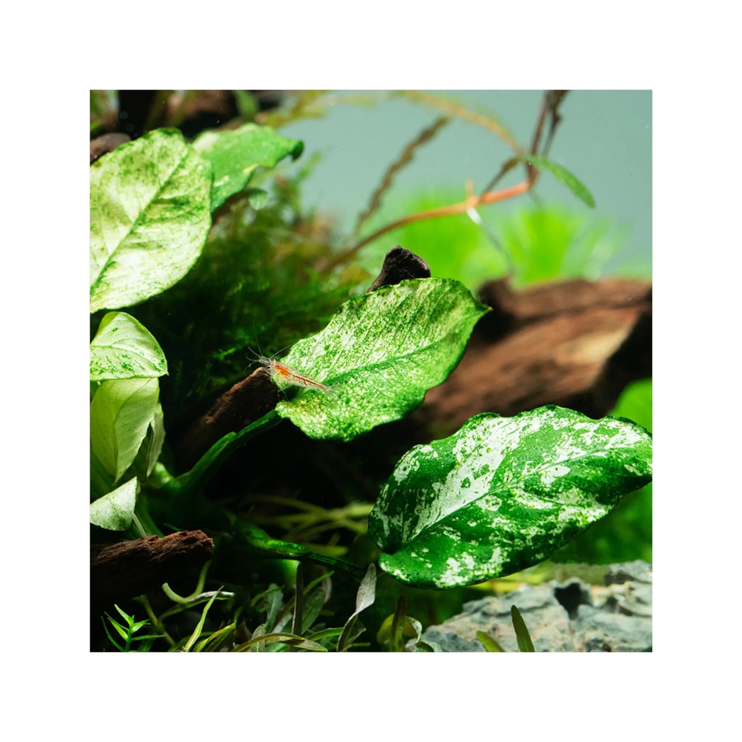 Anubias barteri var nana Pinto Tropica