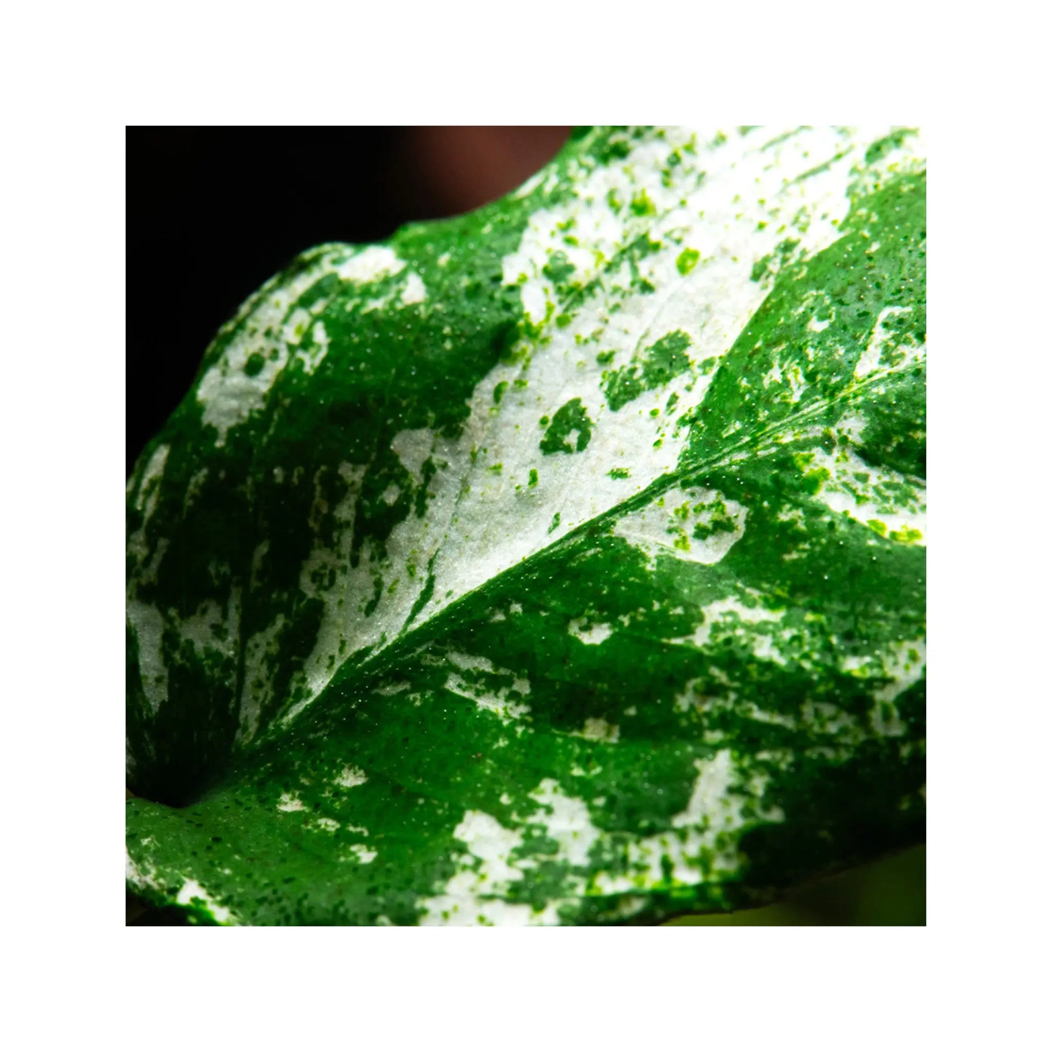 Anubias barteri var nana Pinto Tropica