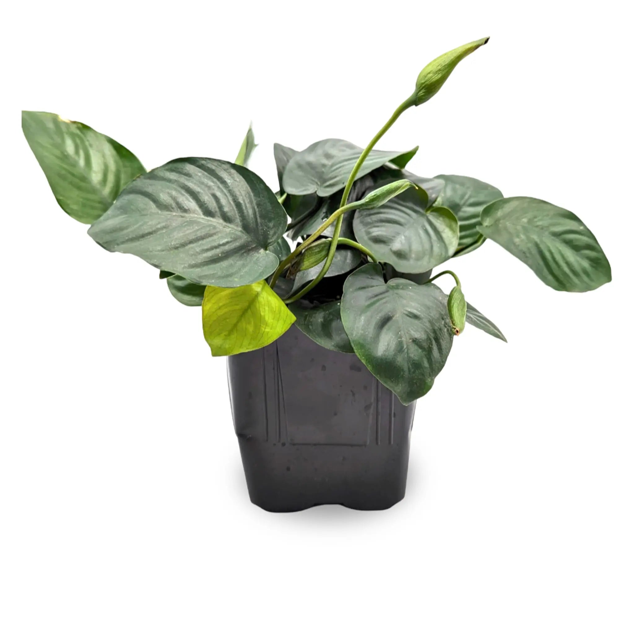 Anubias barteri var nana XL Pot Aquafleur