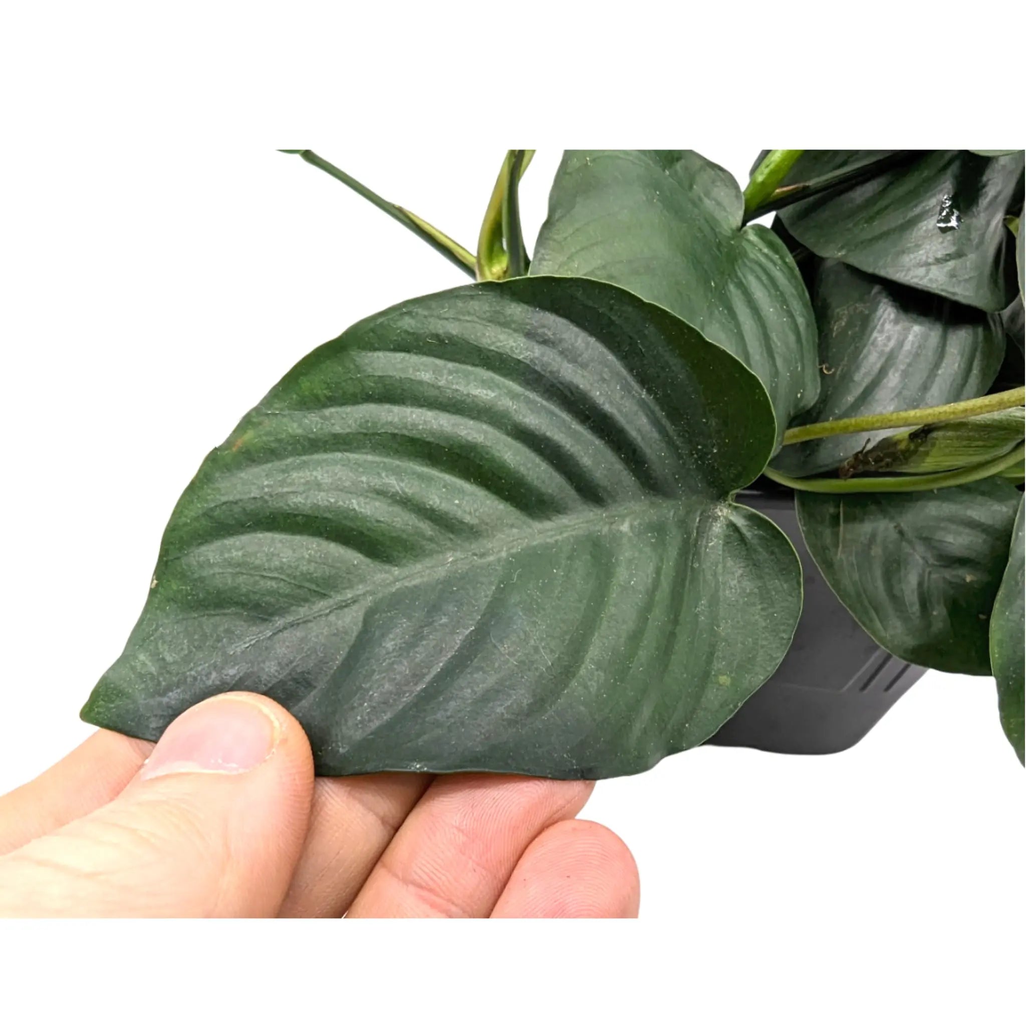 Anubias barteri var nana XL Pot Aquafleur