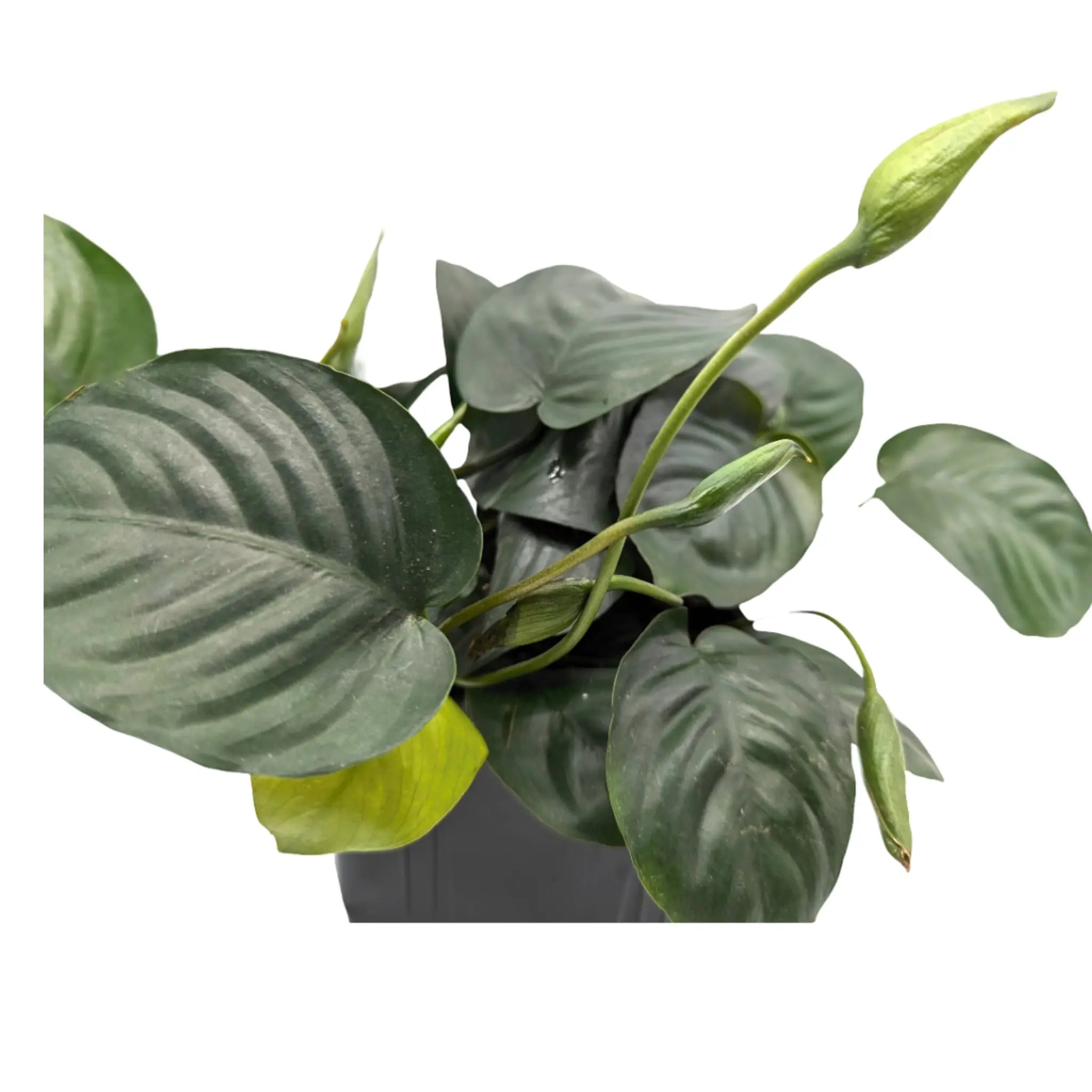 Anubias barteri var nana XL Pot Aquafleur