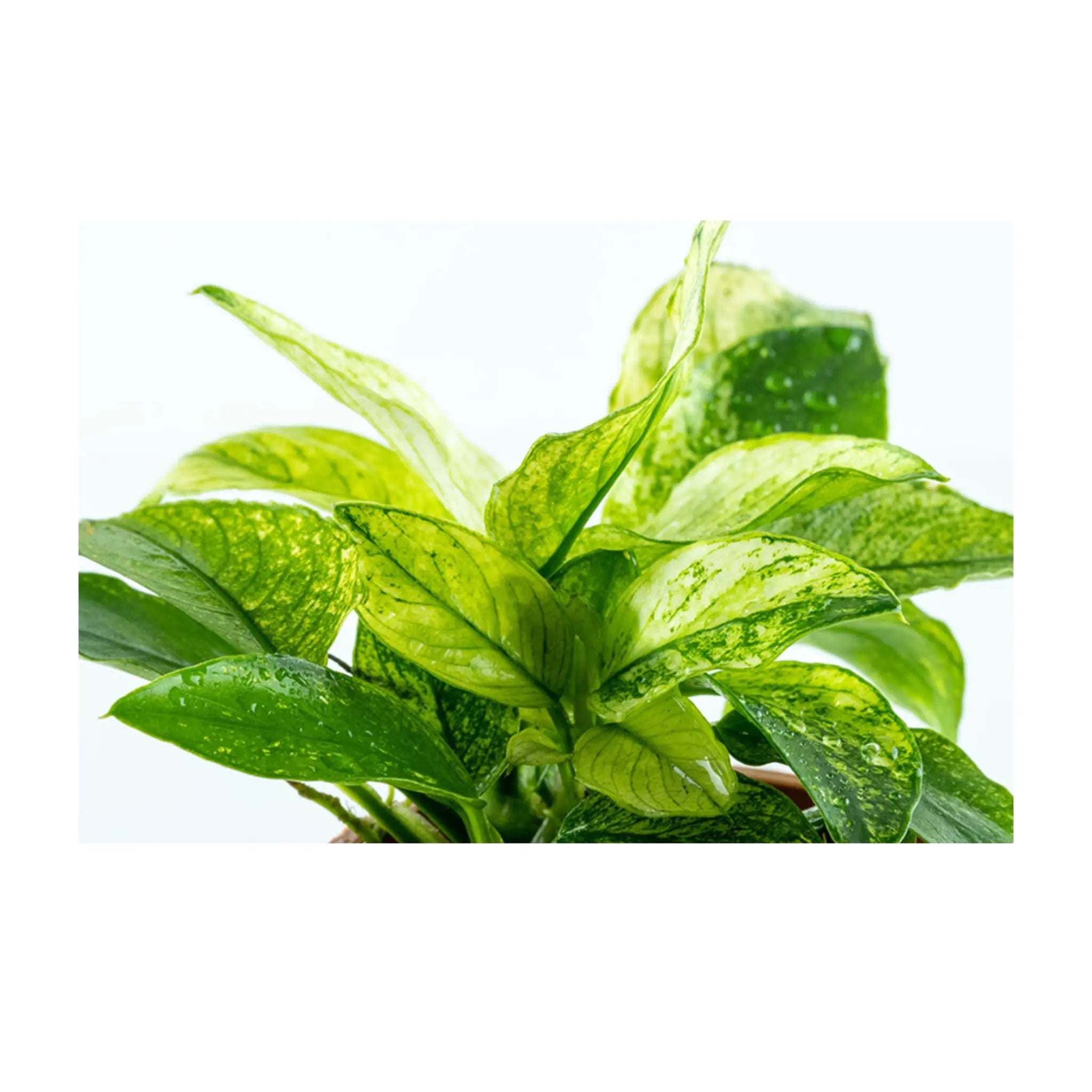 Anubias barteri var nana Pinto - Aqua Essentials