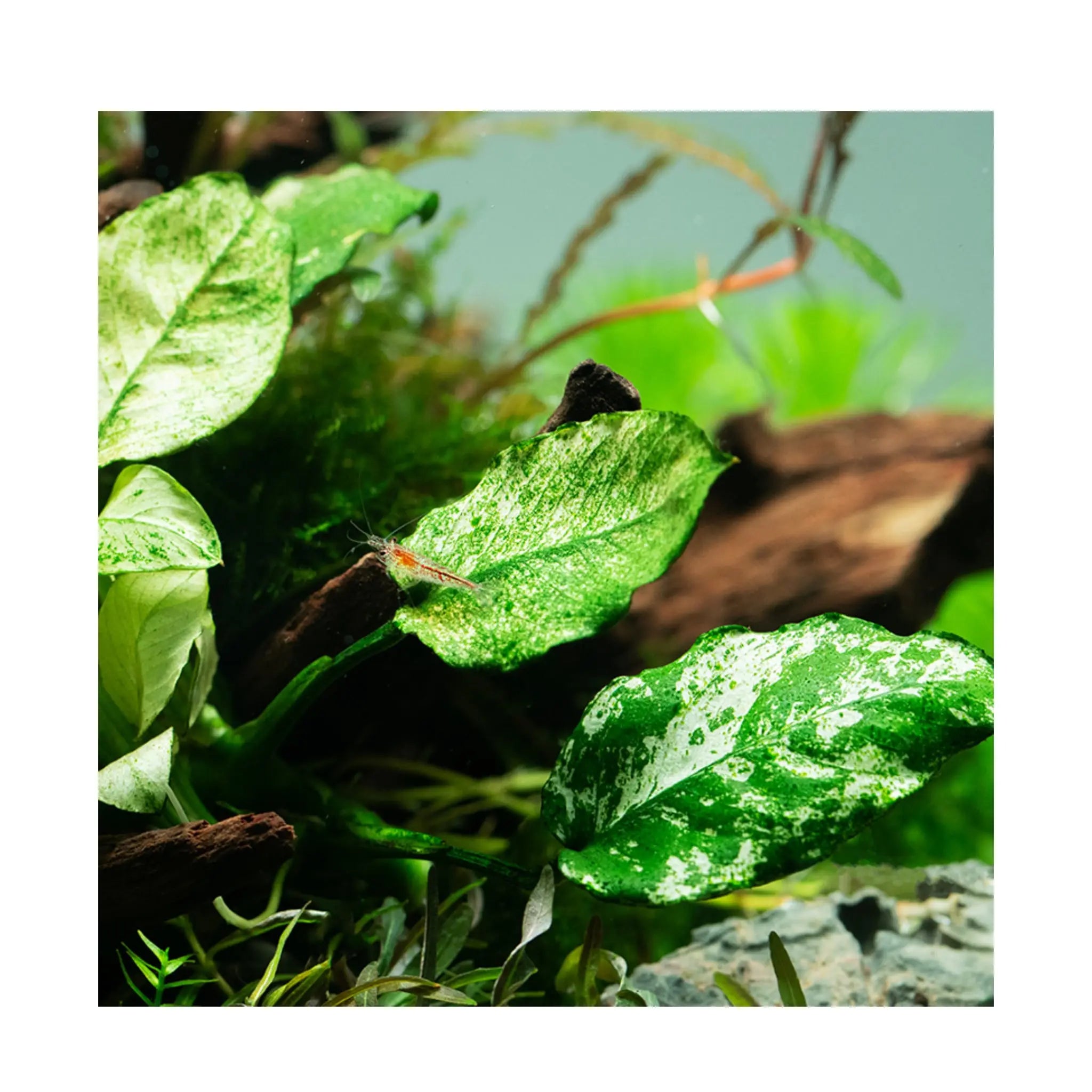 Anubias barteri var nana Pinto - Aqua Essentials