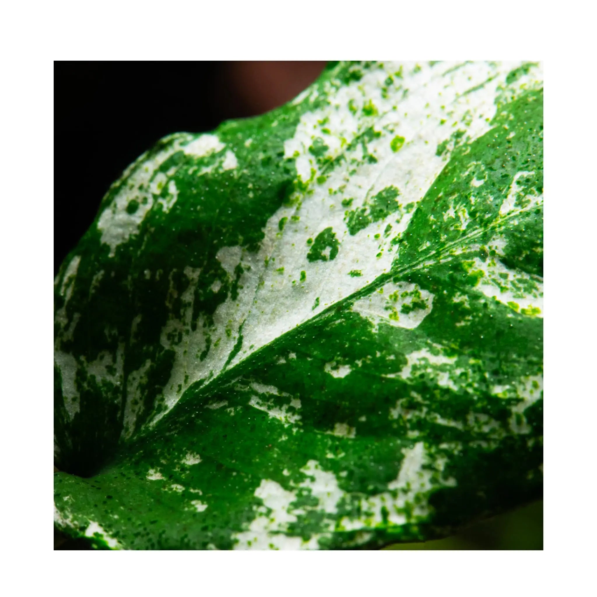 Anubias barteri var nana Pinto - Aqua Essentials