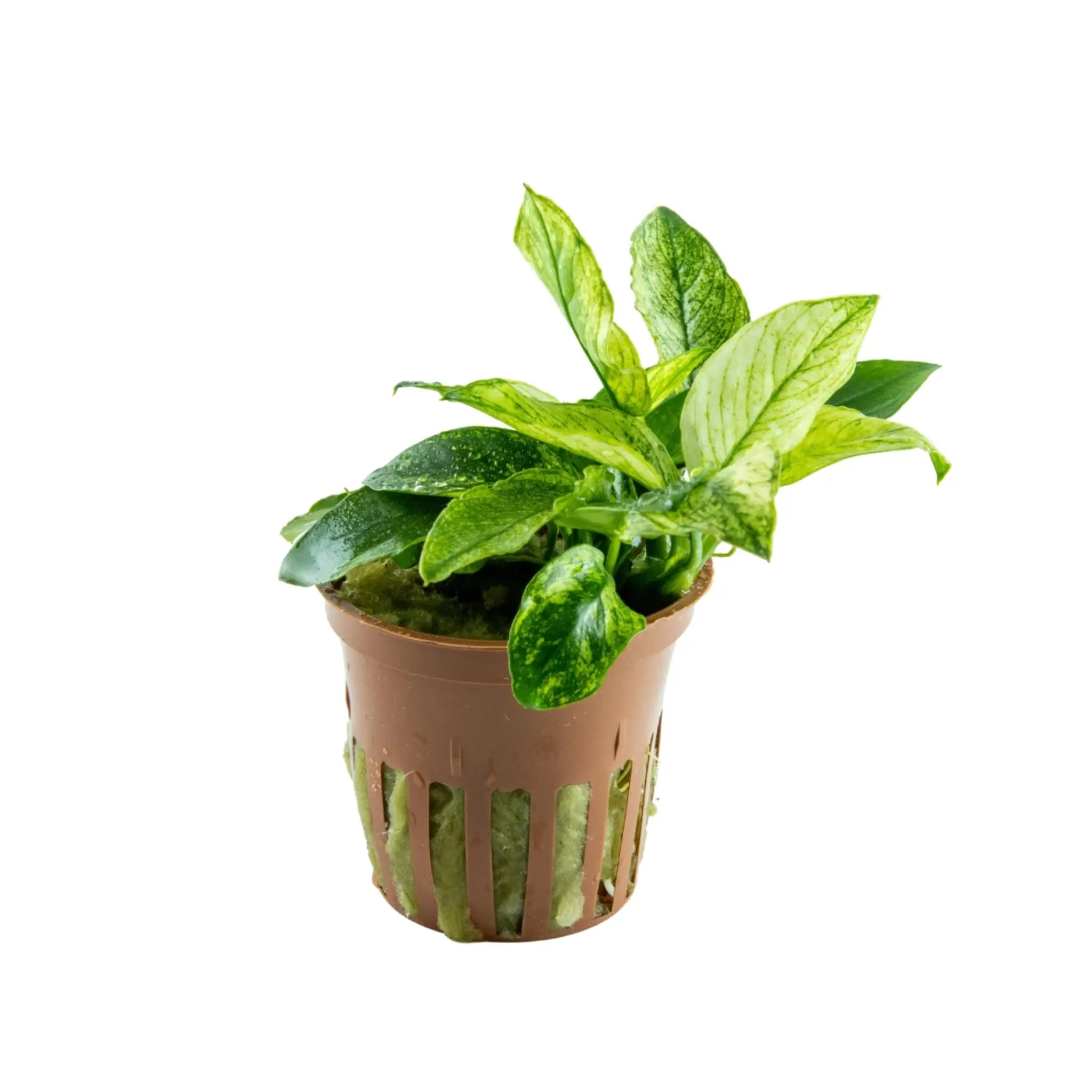 Anubias barteri var nana Pinto - Aqua Essentials