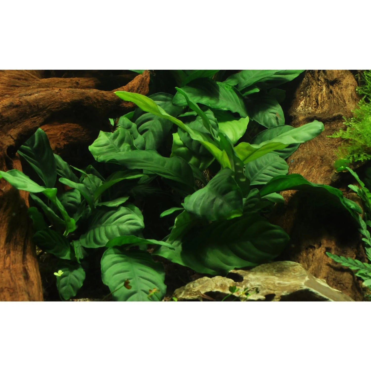 Anubias barteri var. Coffeifolia - Aqua Essentials