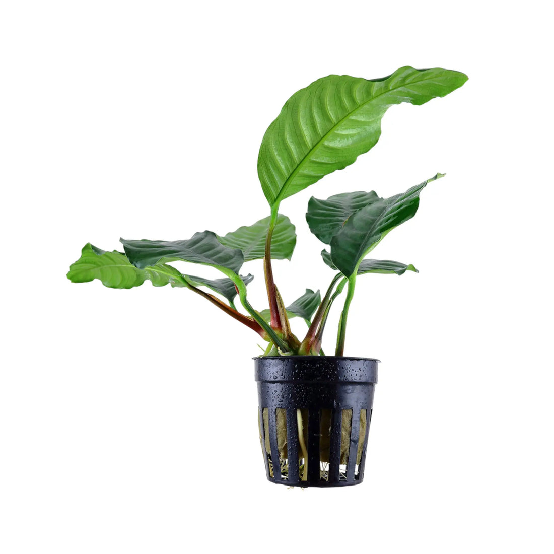 Anubias barteri var. Coffeifolia Tropica
