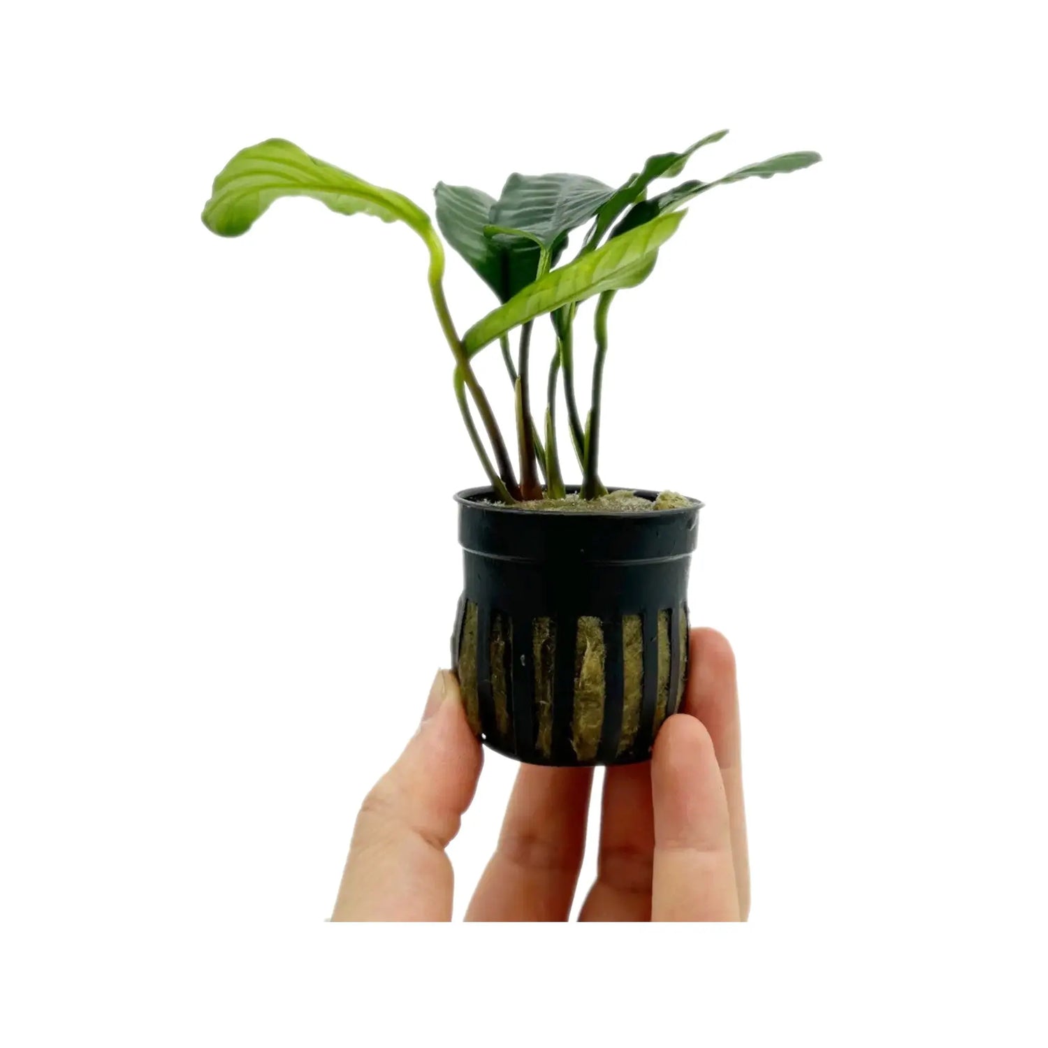 Anubias barteri var. Coffeifolia Tropica