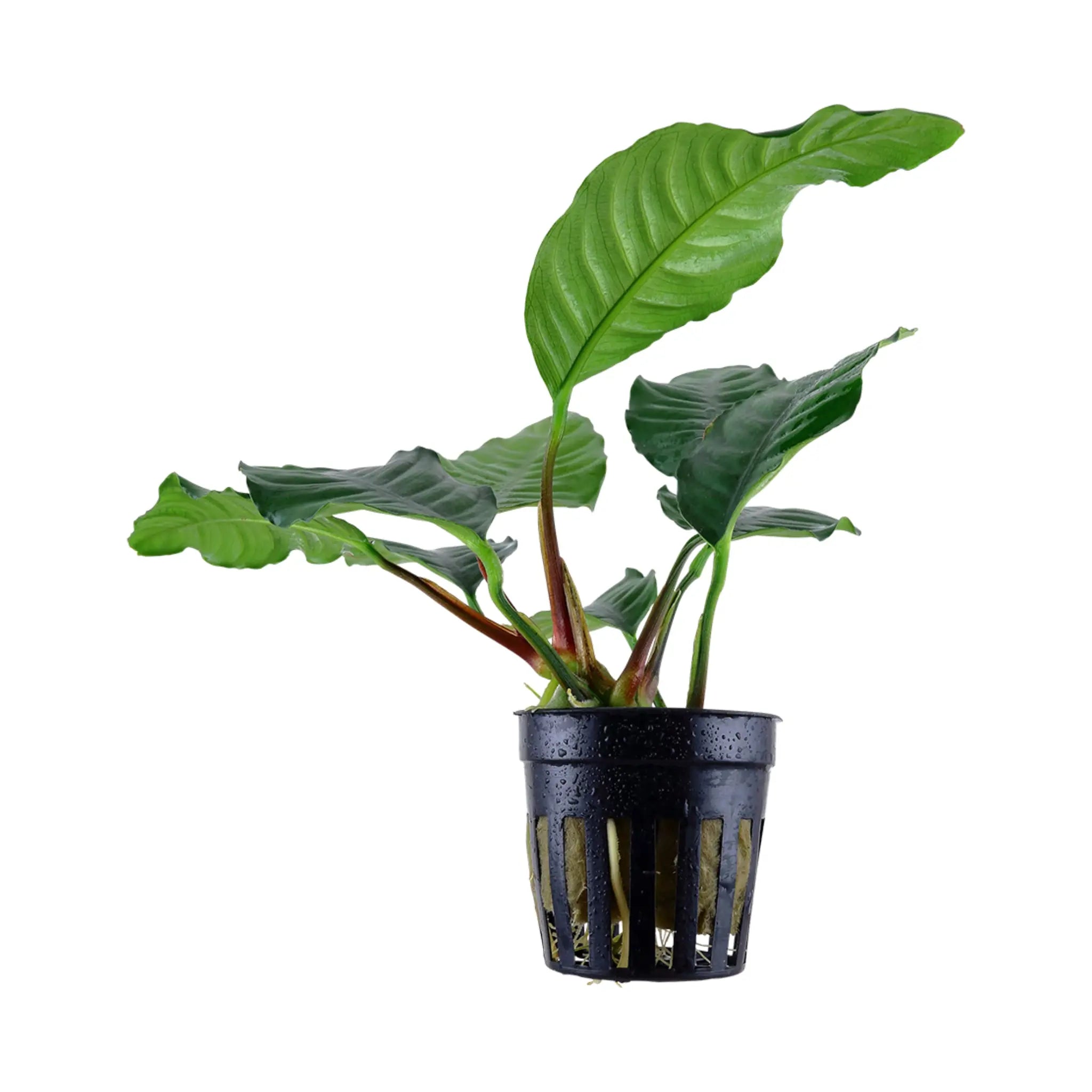 Anubias barteri var. Coffeifolia - Aqua Essentials