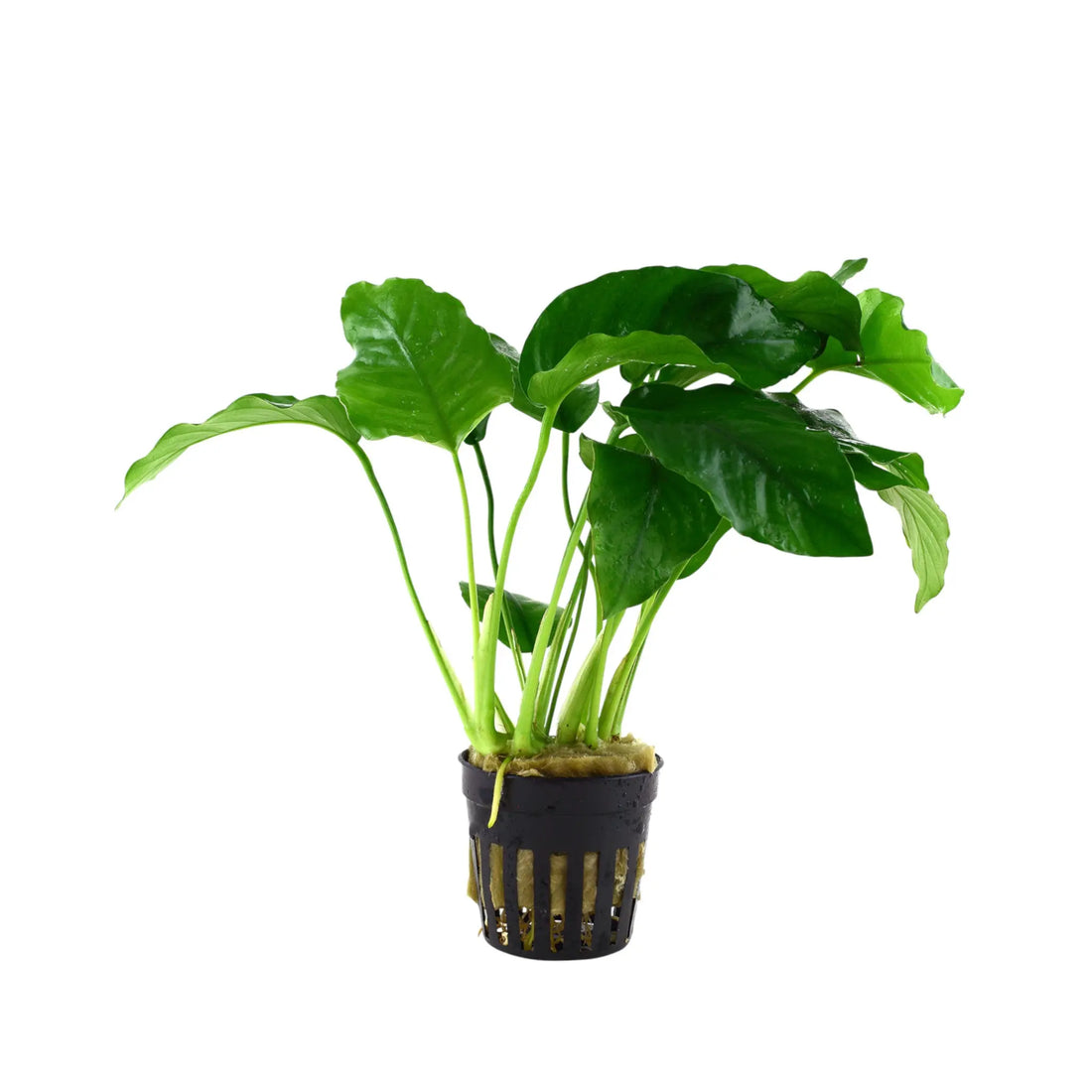 Anubias barteri var. barteri Tropica