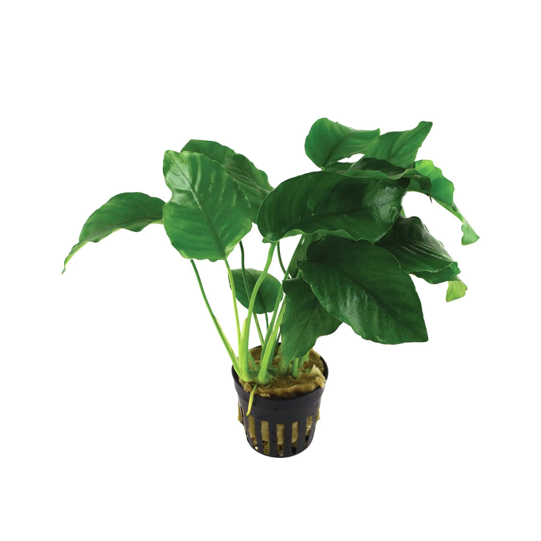 Anubias barteri var. barteri Tropica