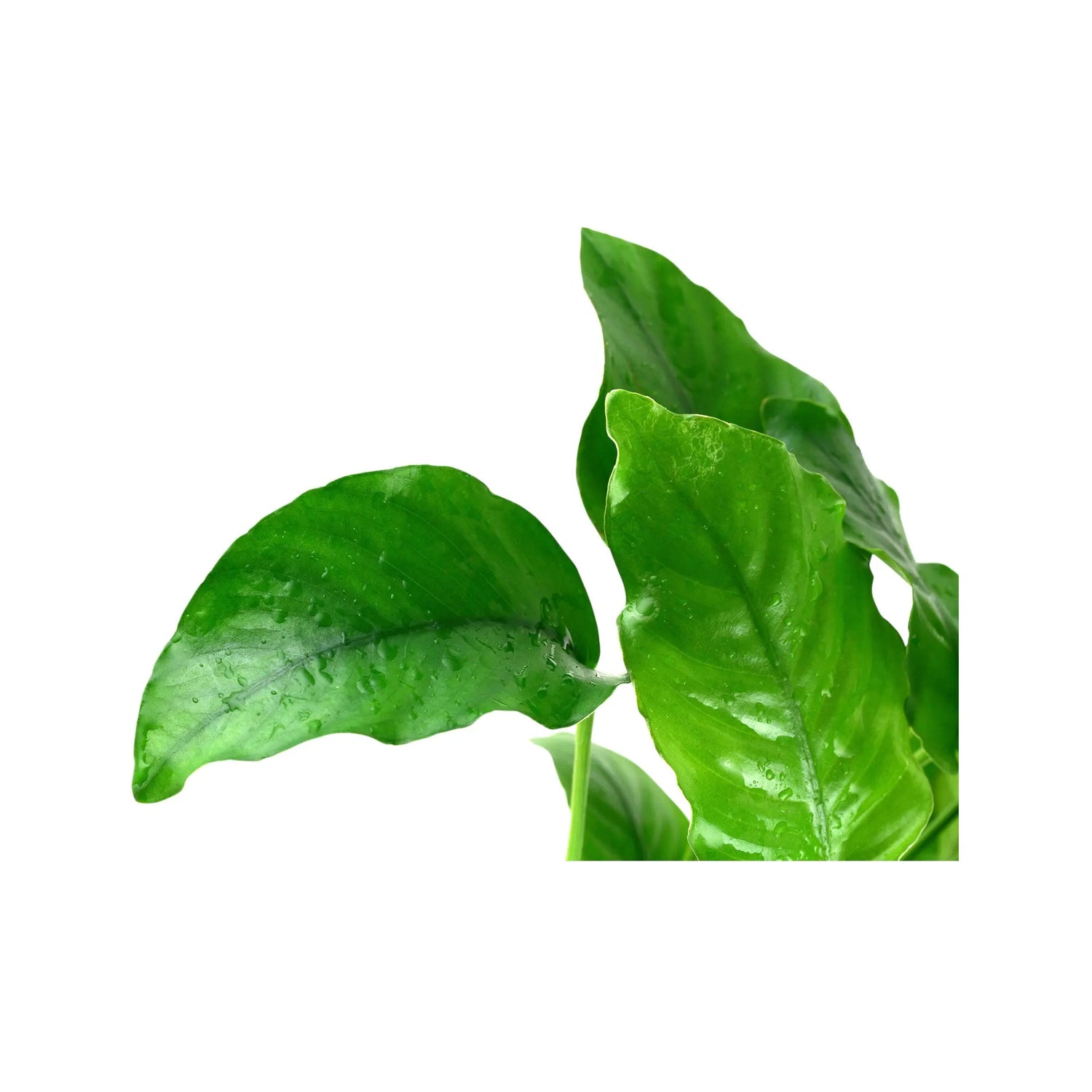 Anubias barteri var. barteri Tropica