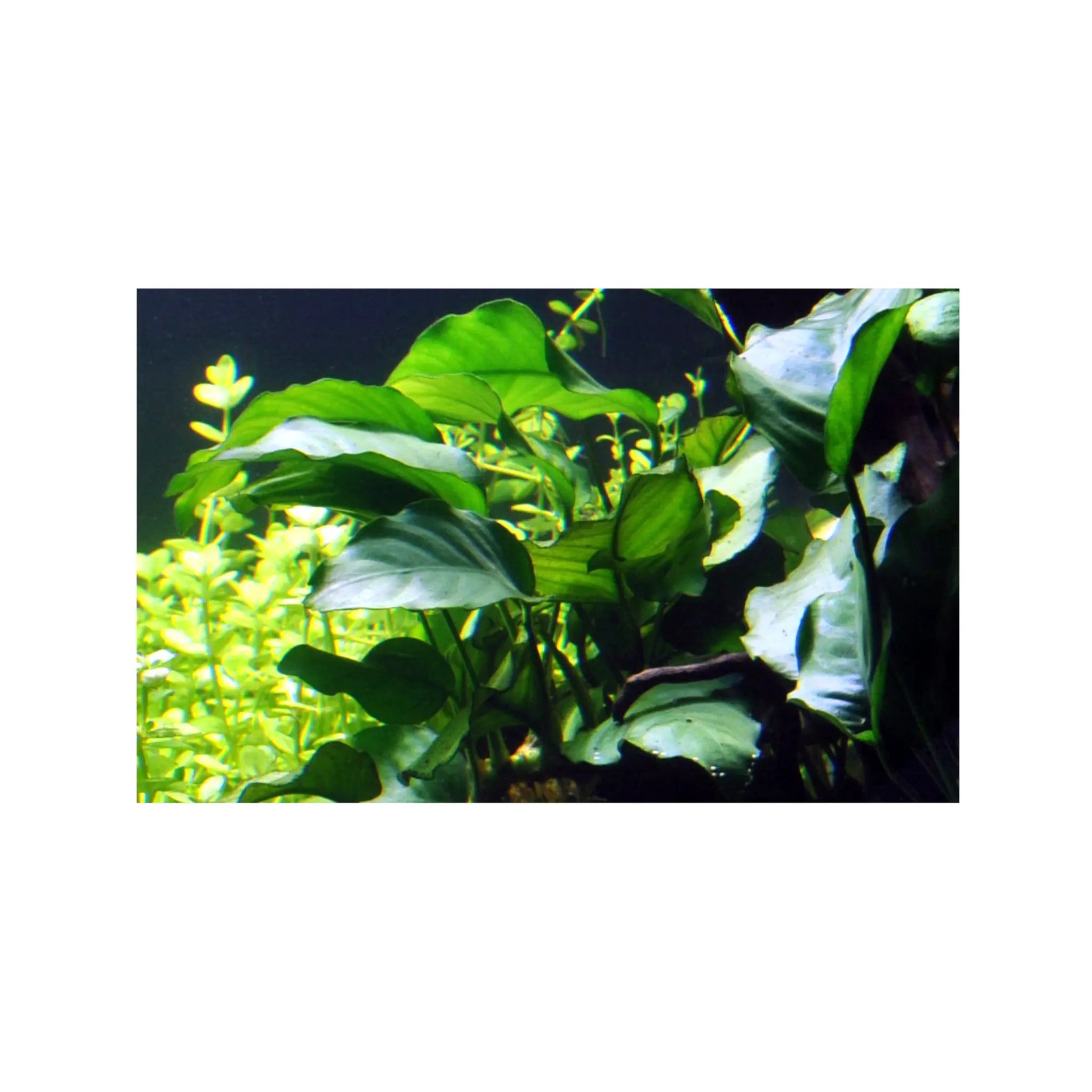Anubias barteri var. barteri Tropica