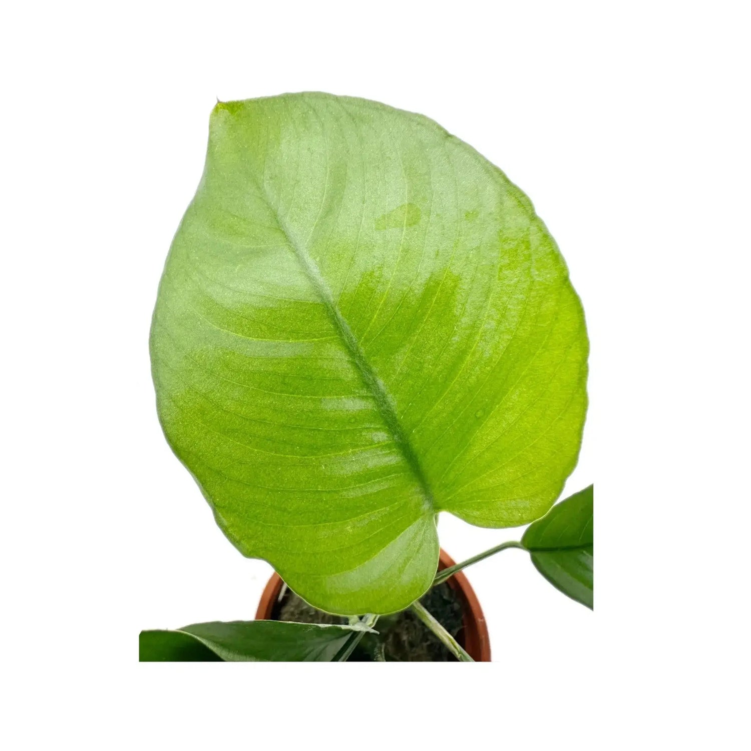 Anubias barteri var. caladiifolia Tropica